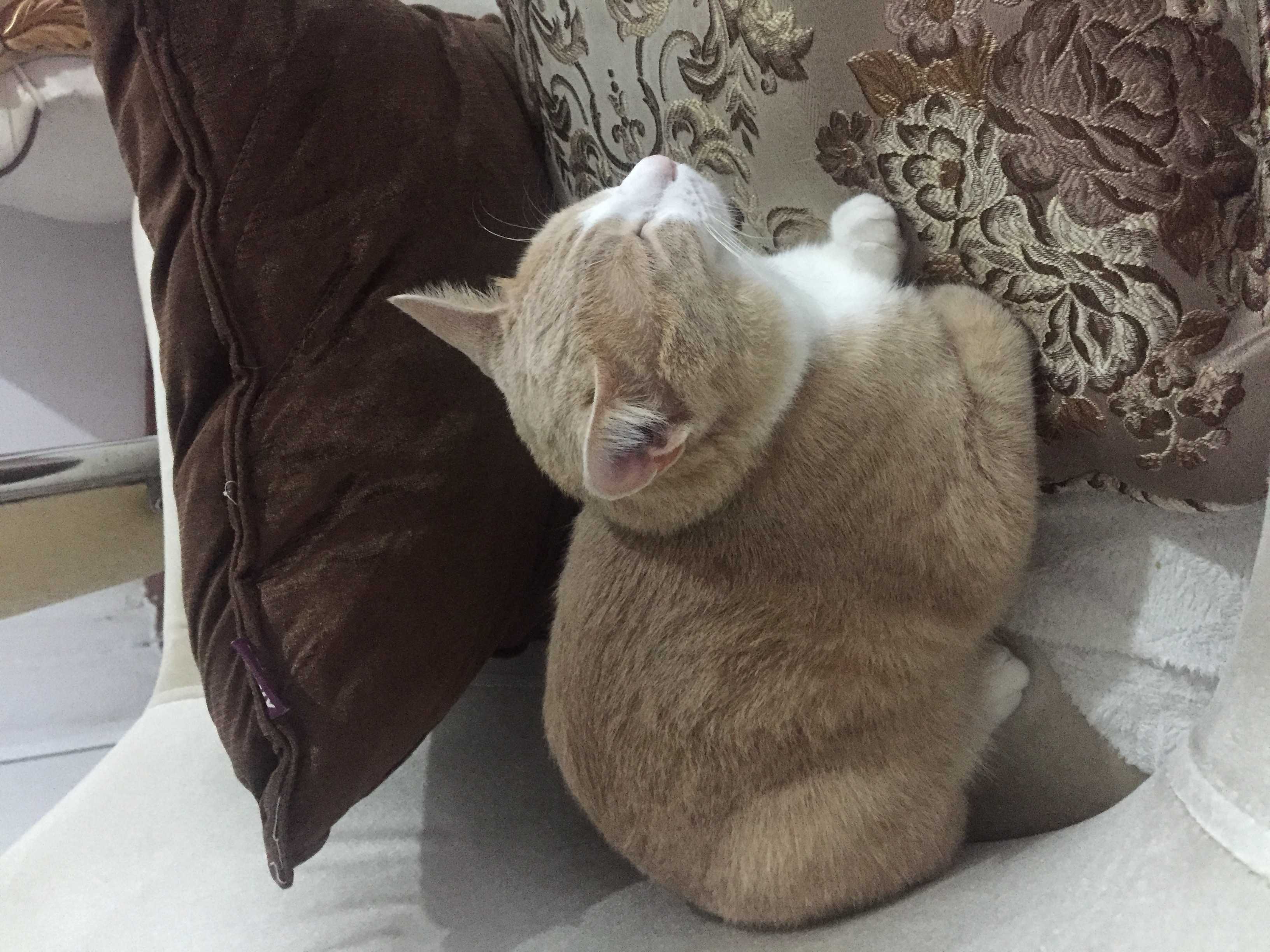 Kayıp kedi İlanı 5986 Gören Duyan