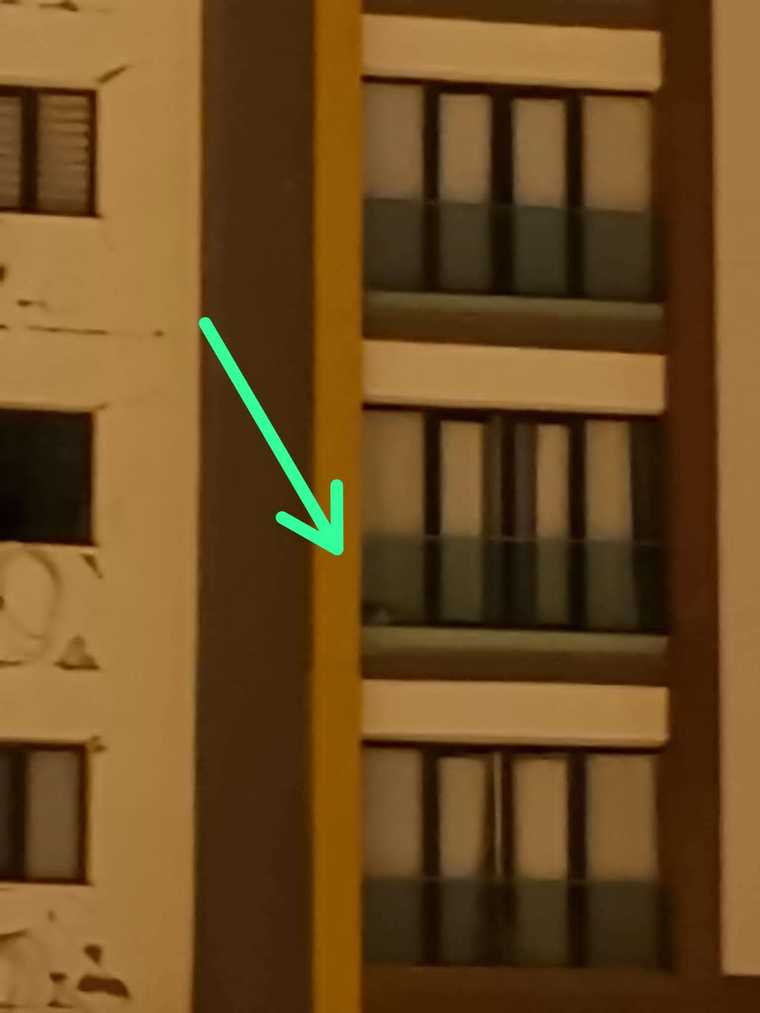Sağlam binada terk edilmiş kedi