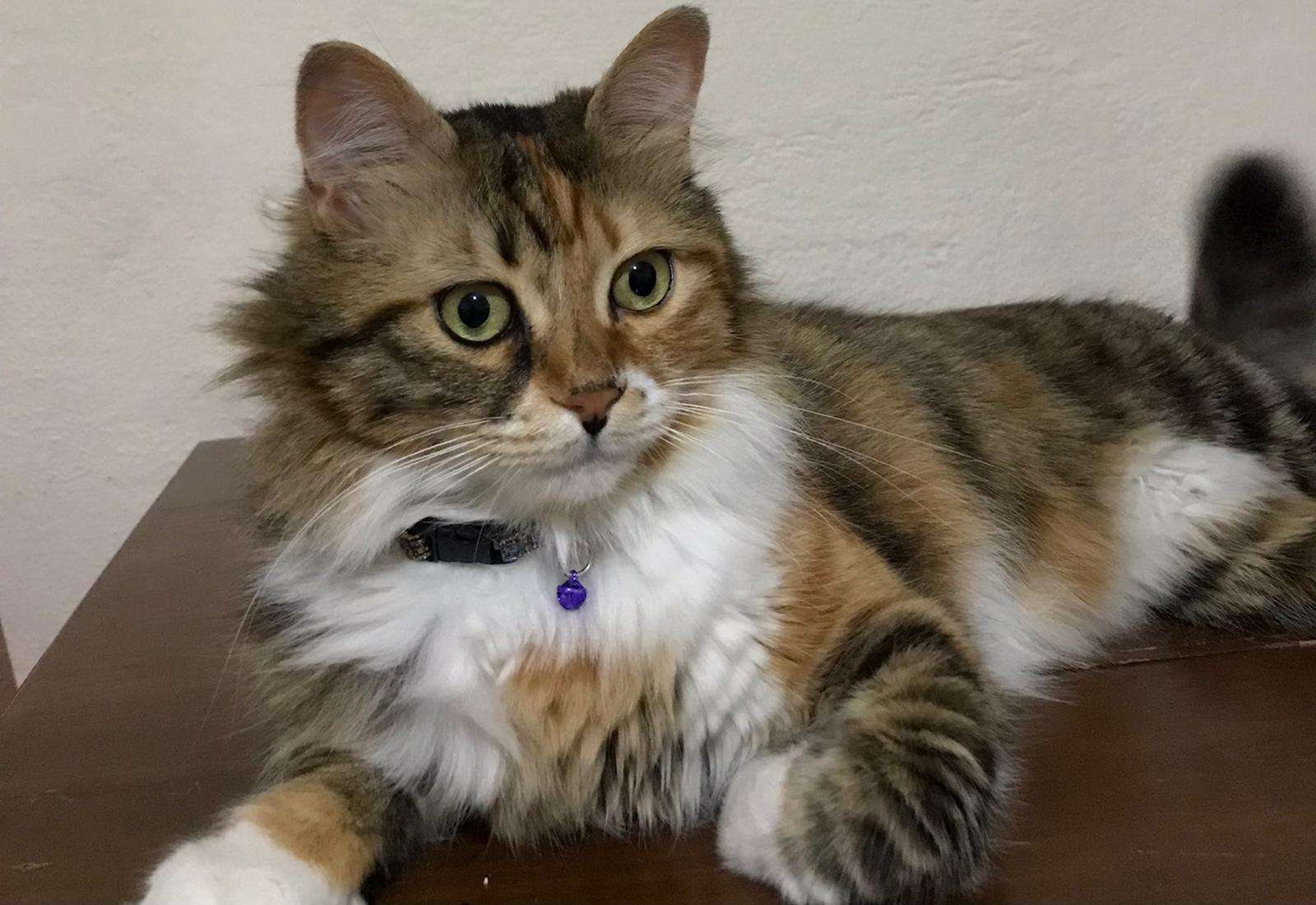 Ankara Kayıp Kedi