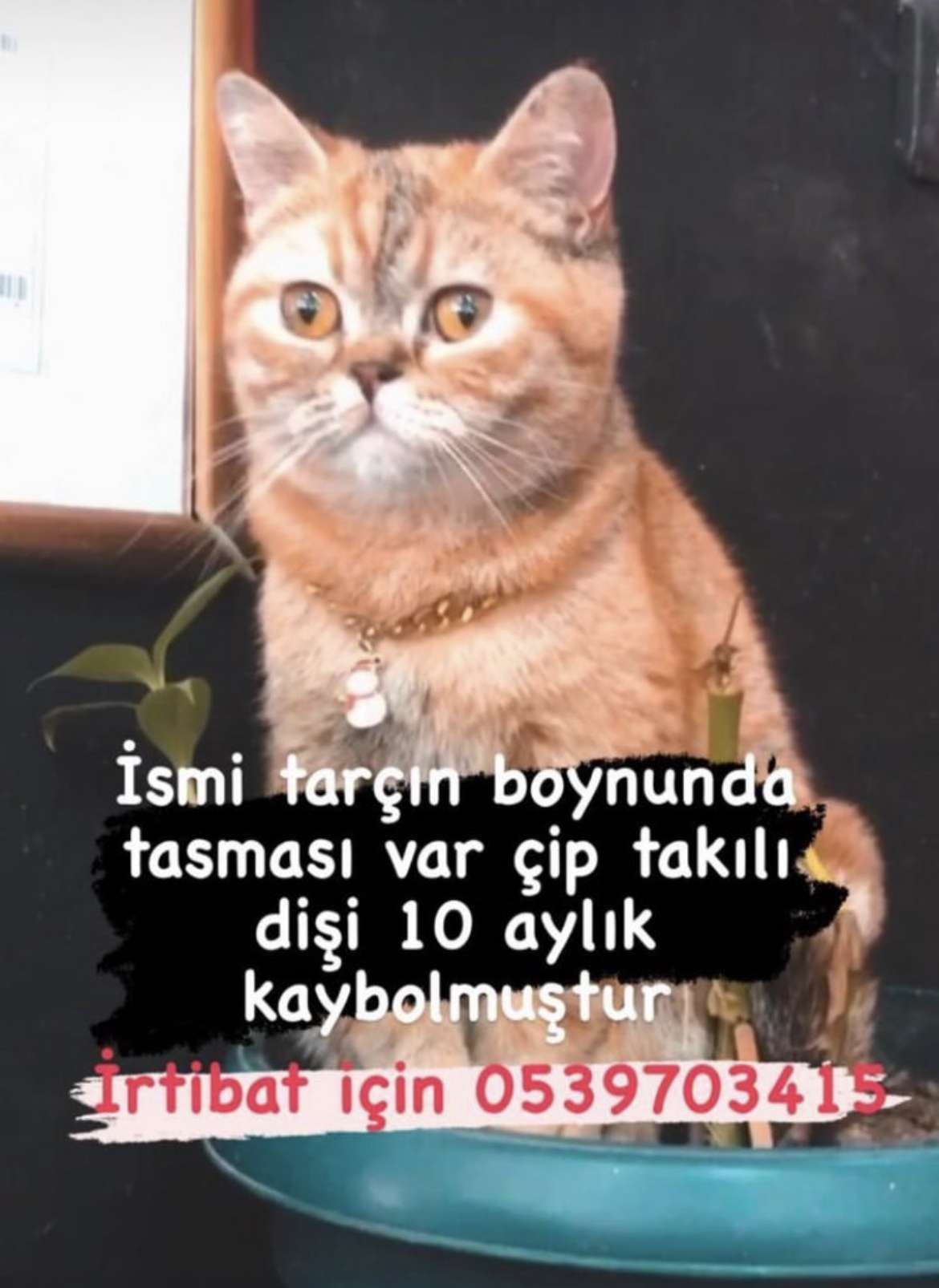 Kayıp kedi 10 aylık tarçınımız