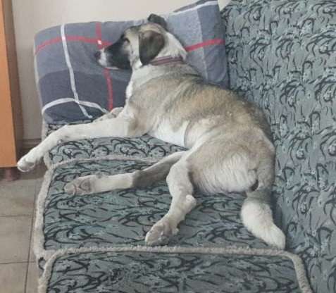 Konya Büsan Sanayi Sitesinde Kaybolan Köpeğimiz