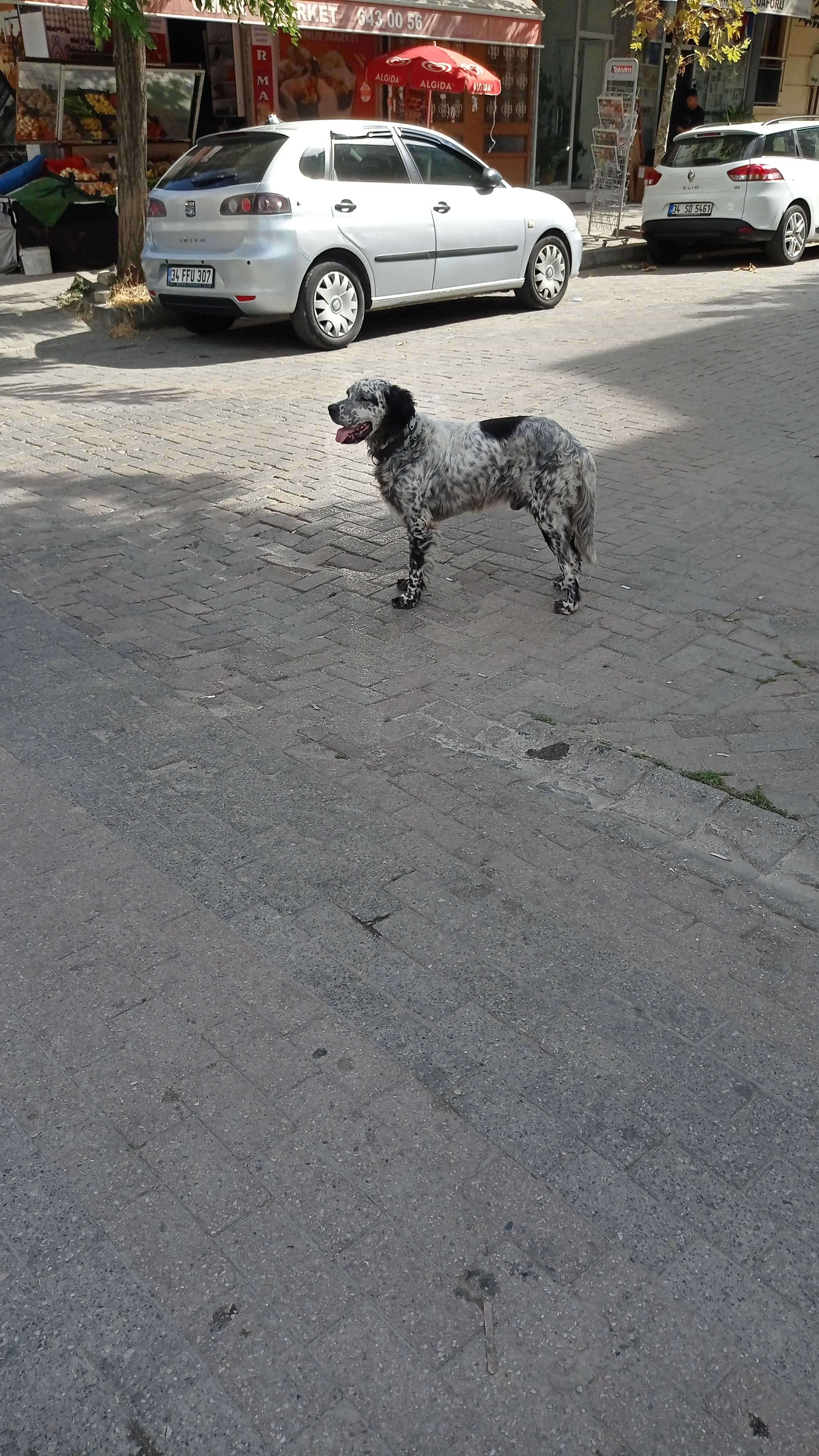 Sahibini Arayan İngiliz Setter Köpek