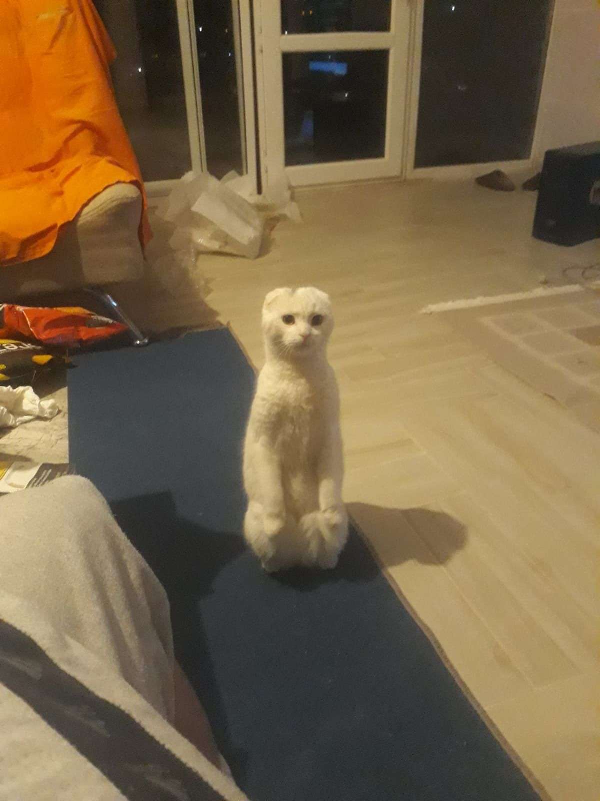 Kayıp Scottish fold