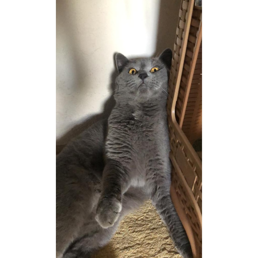 Kayıp Kedi Şinasi İlanı 1374 Gören Duyan