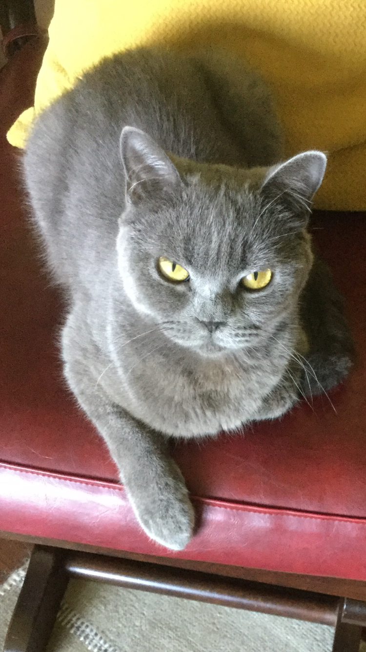 kedi ısırması nasıl engellenir