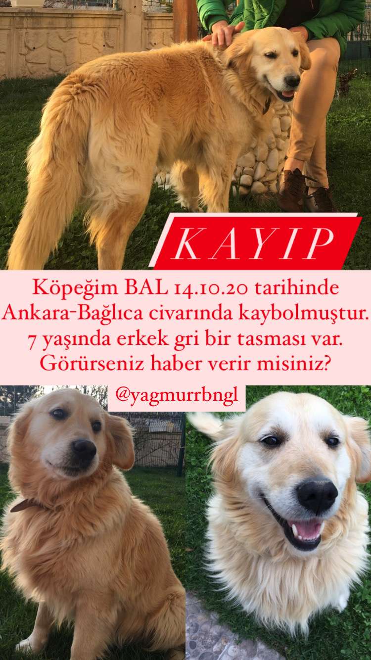 Ankara Baglica Balimiz Kayip Lutfen Gorurseniz Haber Verin Ilani 3864 Goren Duyan