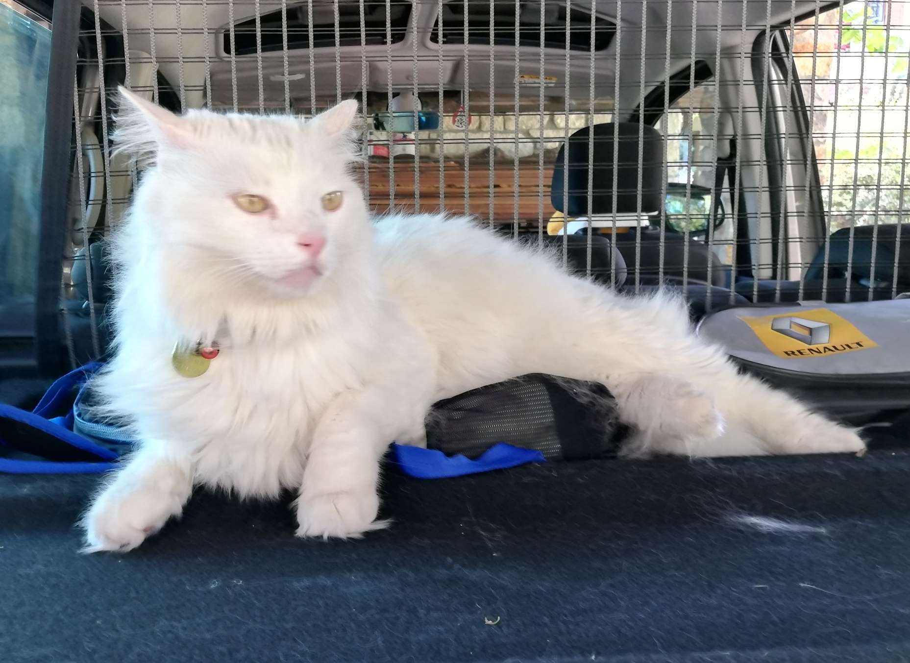 Kayıp kedi İlanı 3805 Gören Duyan