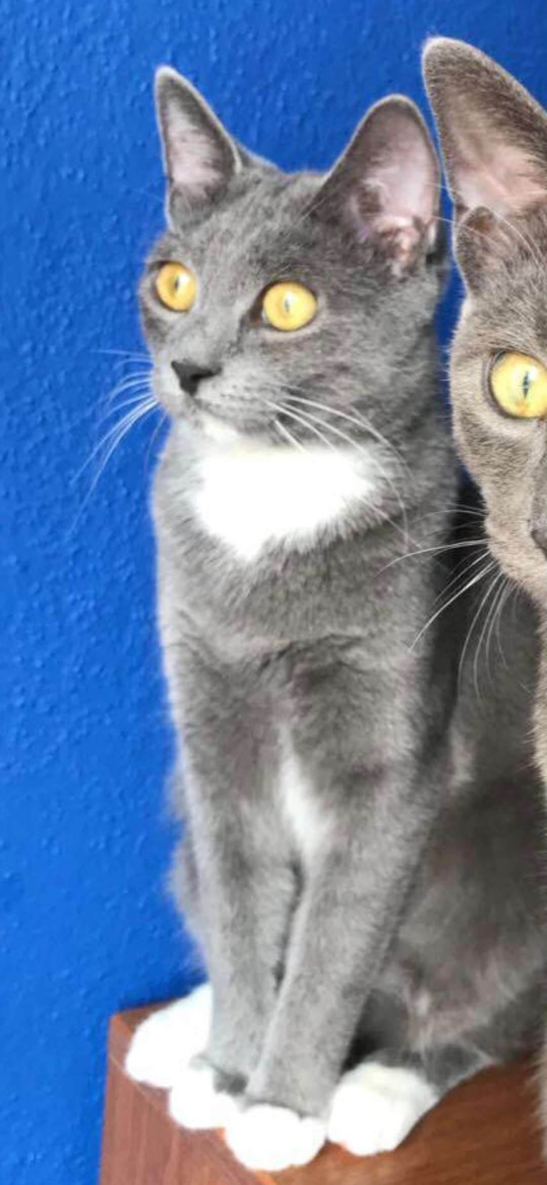 Çanakkale Merkez kayıp gri kedi Cevat Paşa Mahallesi