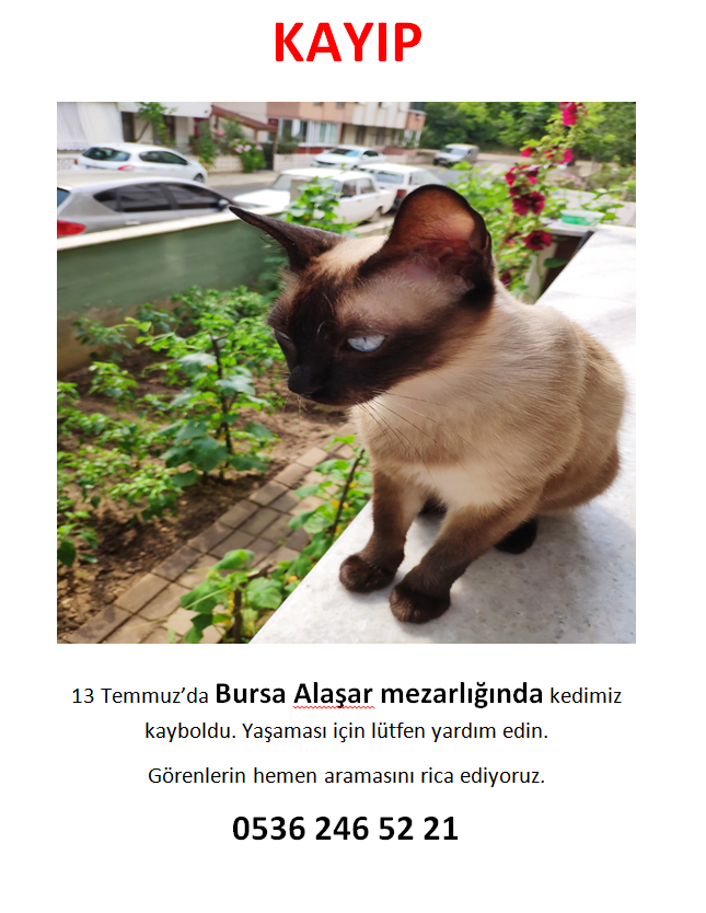 Bursa Alaşar Mezarlığı kayıp siyam kedisi