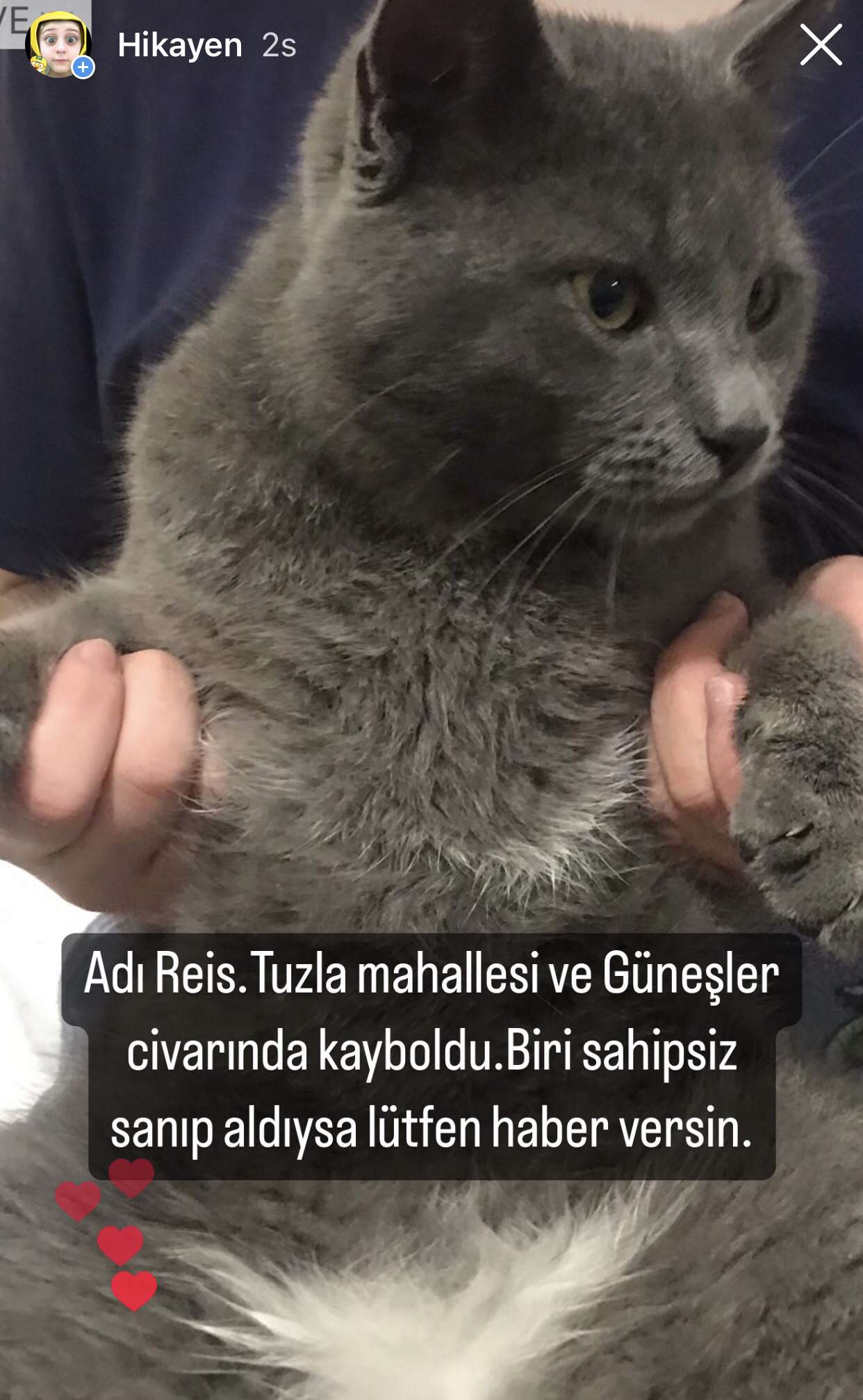 KAYIP KEDİ 