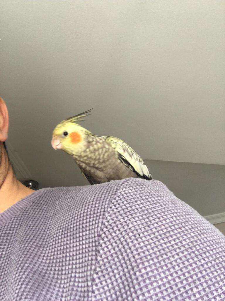 Sultan Papağanım Kaçtı