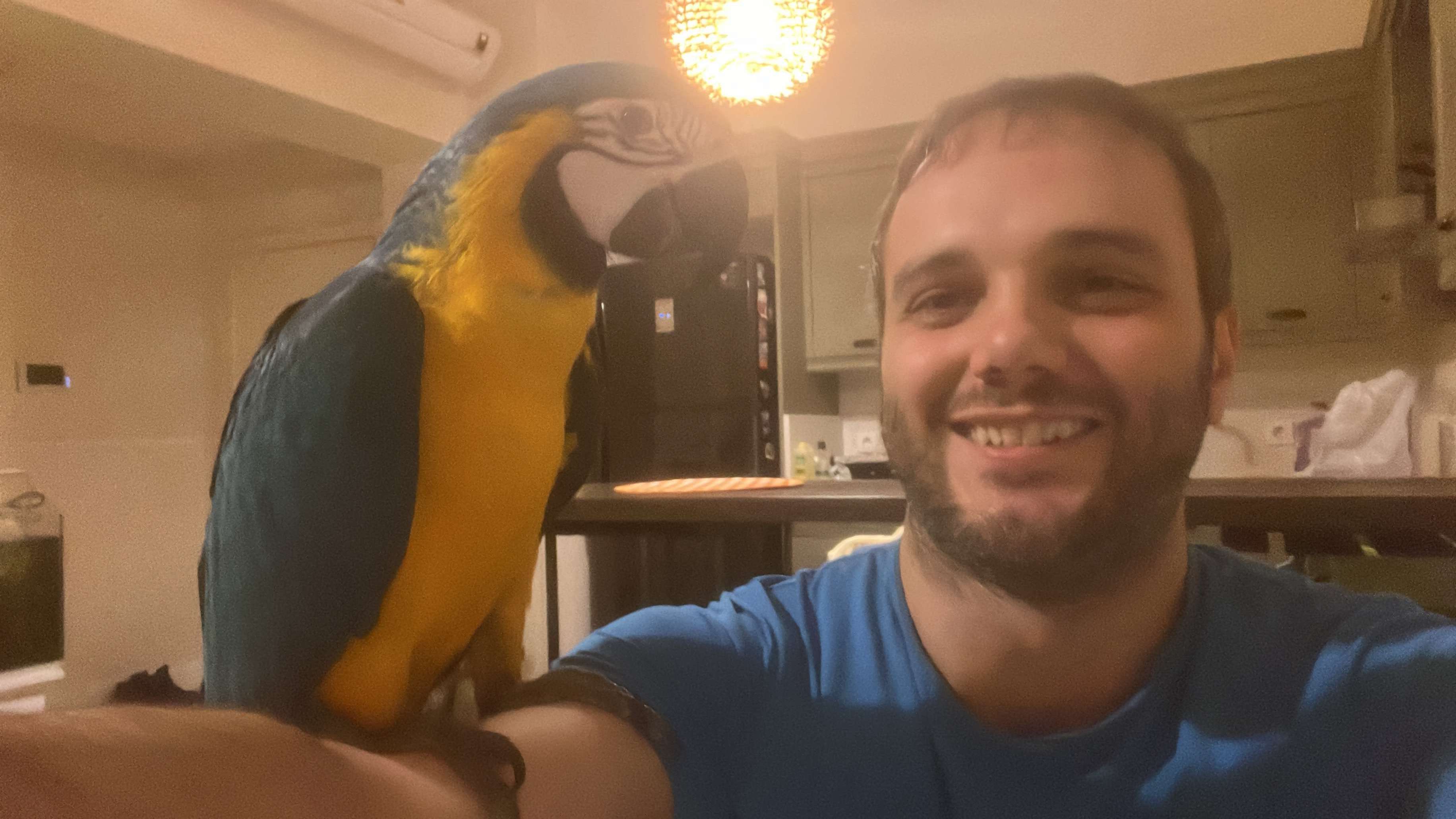 Kayıp Ara Gold Macaw 