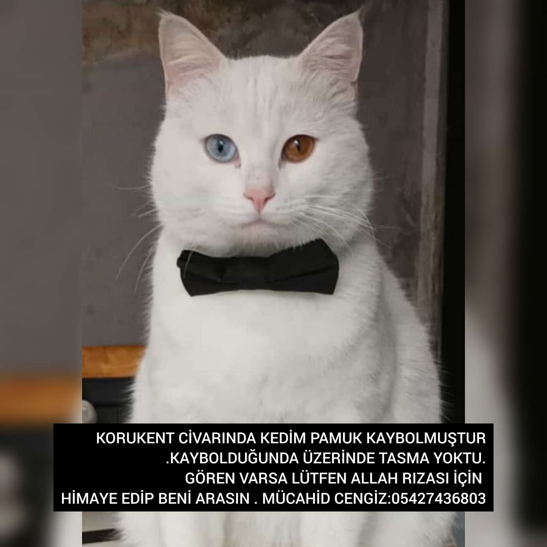 ŞANLIURFA DEPREM.PAMUK KEDİ KAYIP