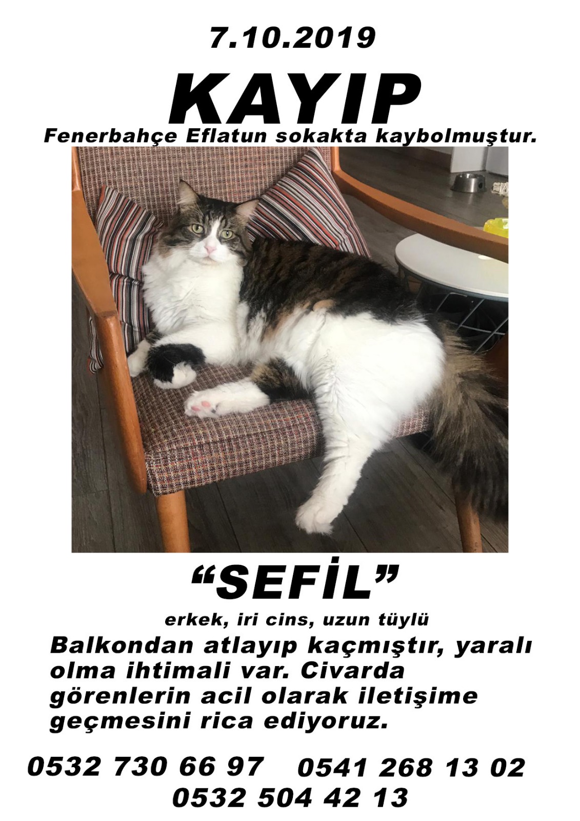 FENERBAHÇE’DE KAYIP KEDİ