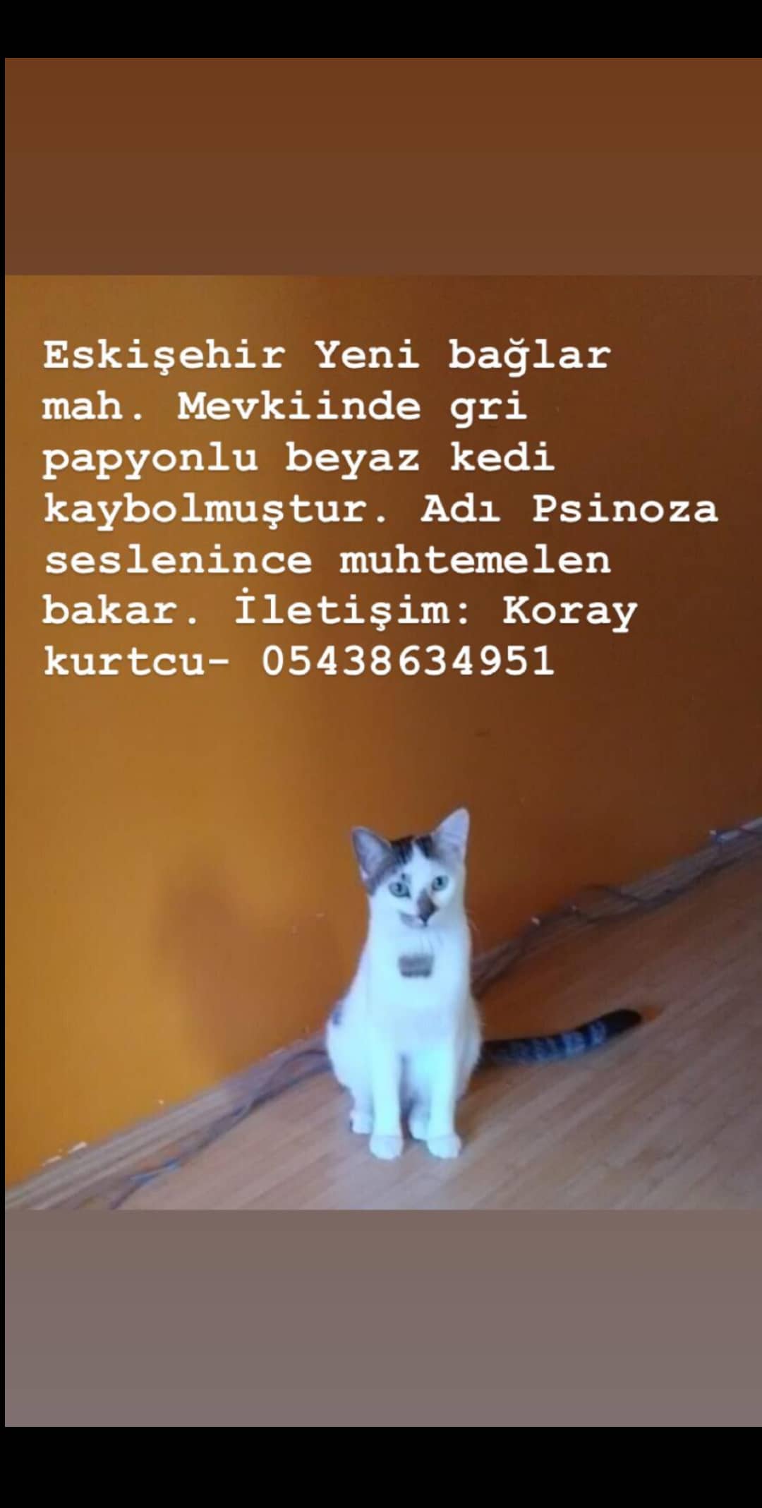 Kayıp Pisinoza Aranıyor Gören Duyan