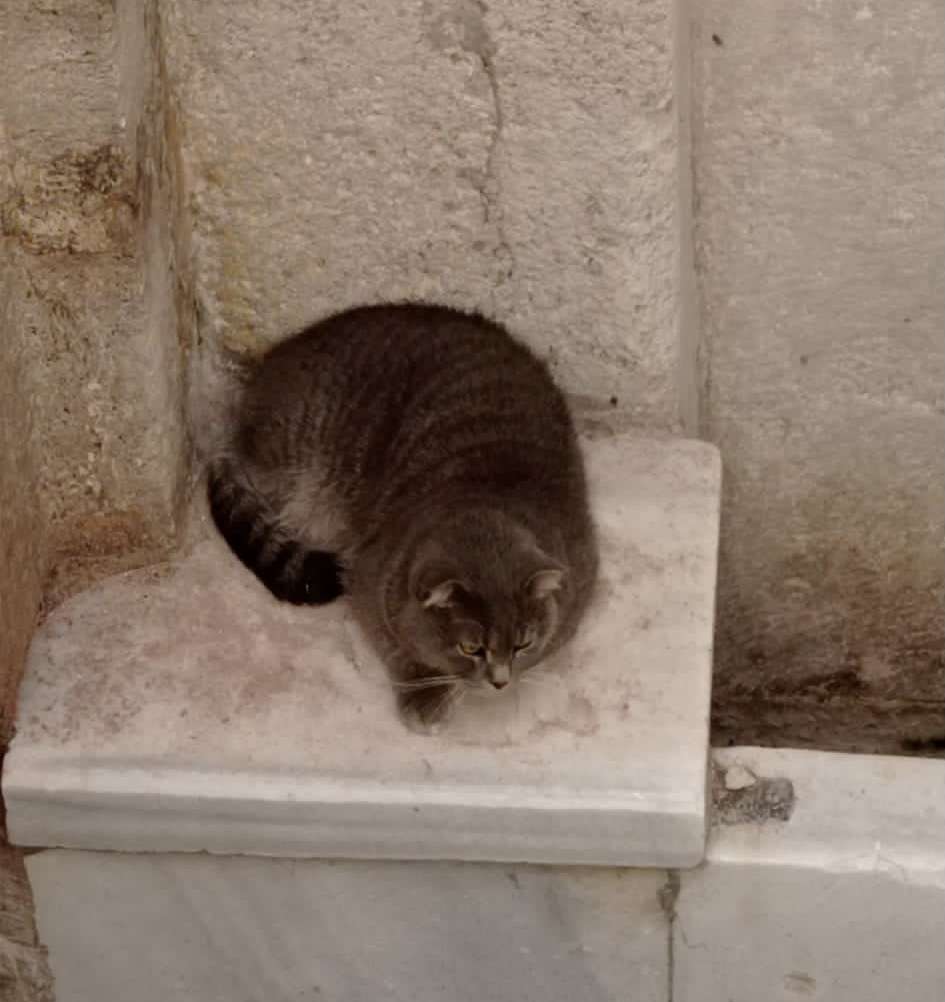 Bulunan kedi! Sahibini arıyor İlanı 6948 Gören Duyan