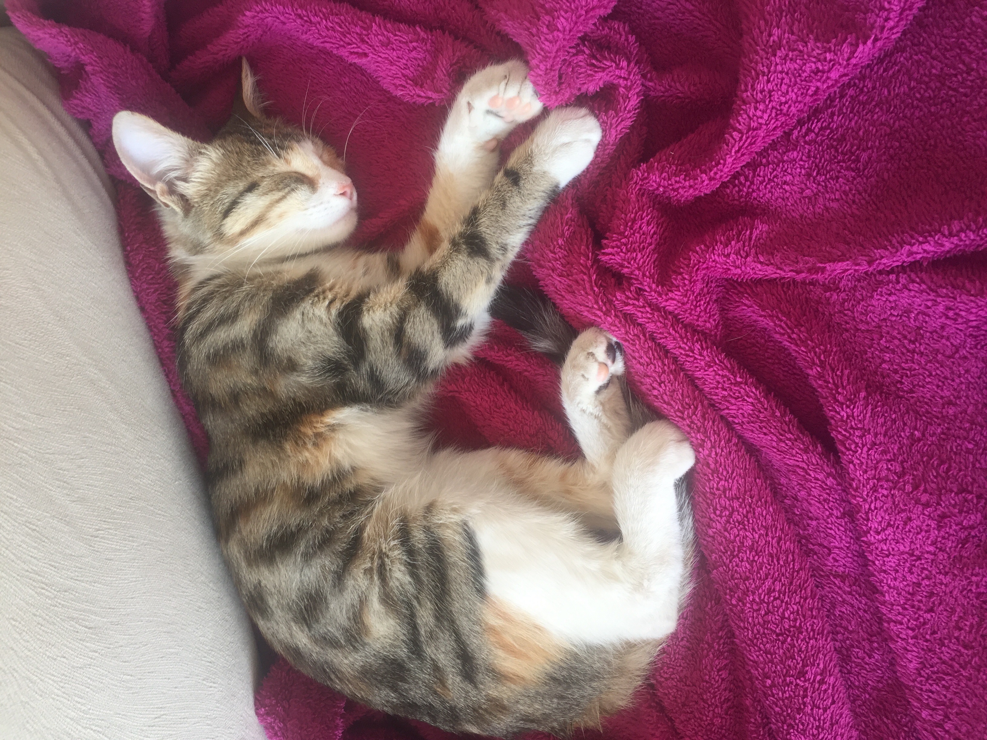 Yavru kedi bulunmuştur Gören Duyan