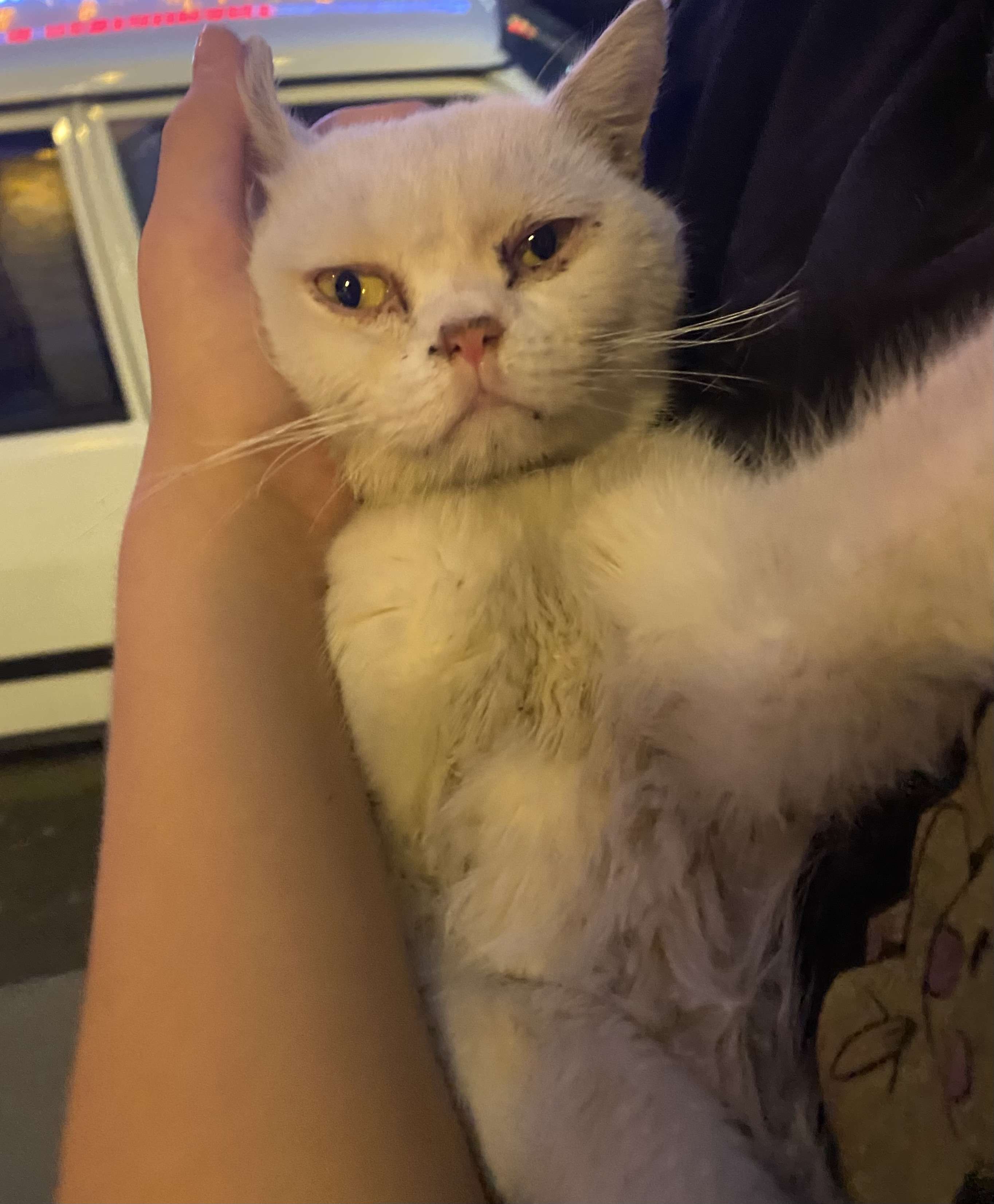 Esenyurt Çevresi Erkek British Shorthair