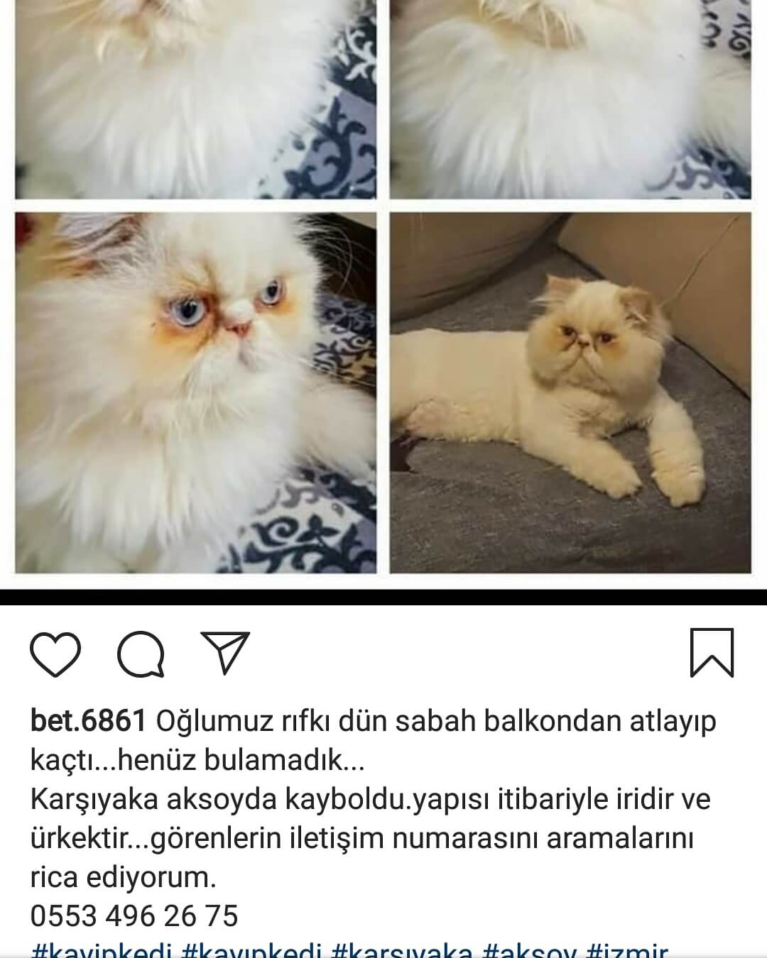 KAYIP İRAN EGZOTİC KEDİ 