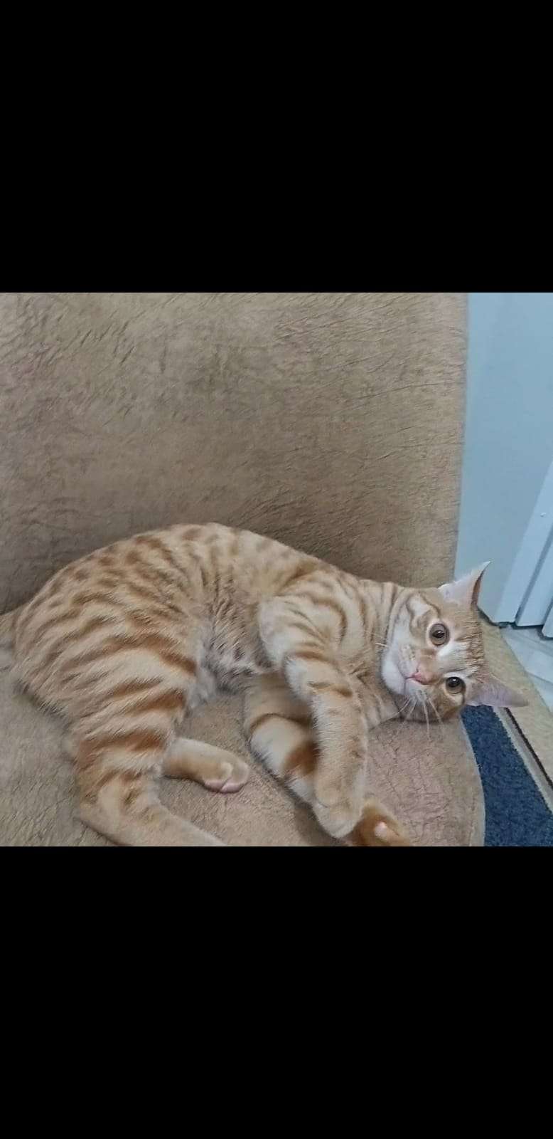 Turuncu kedi Tarçın