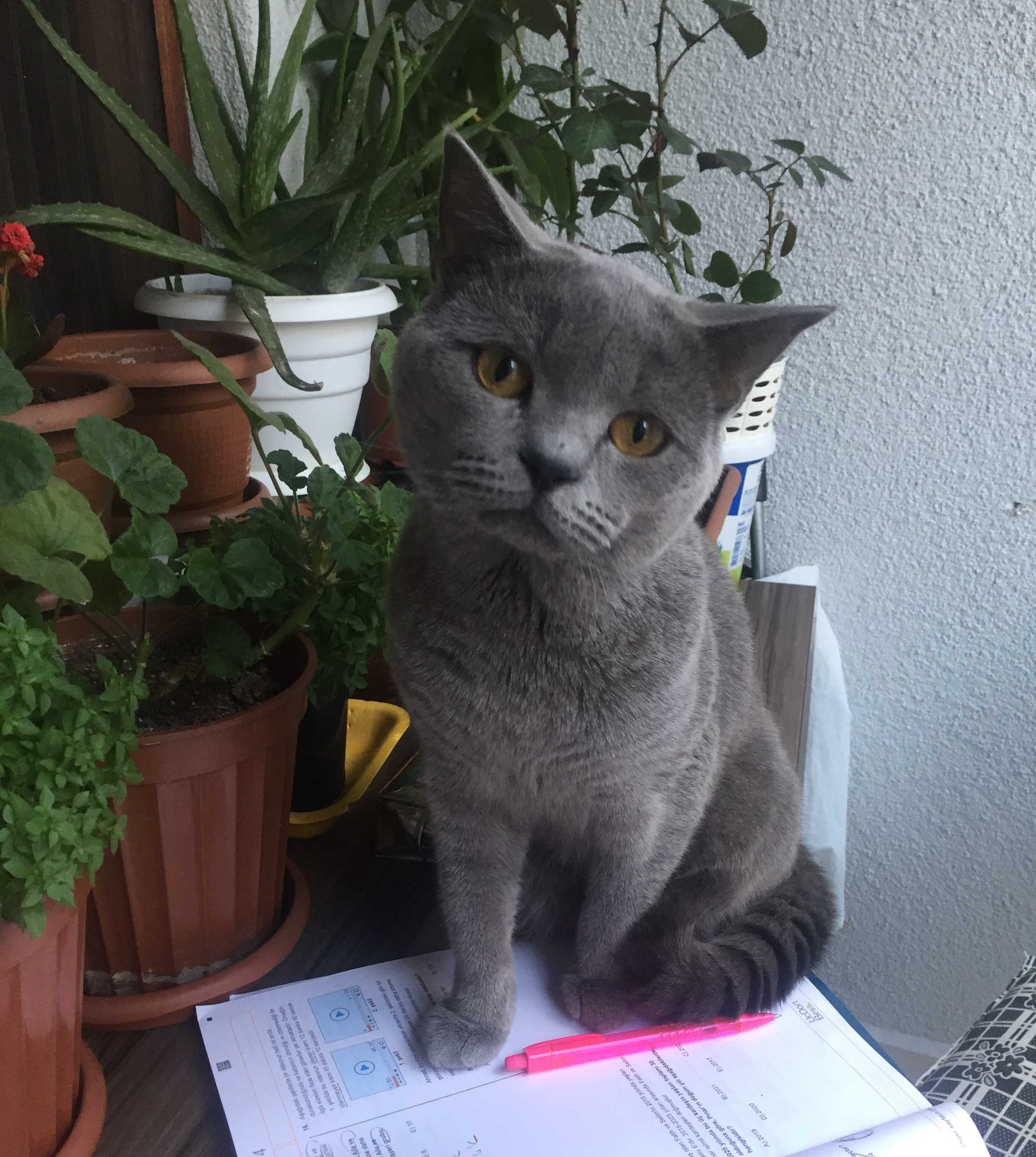 british kedi cinsi