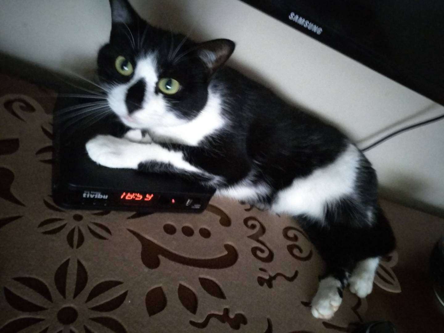 Nazlimi bulmama yardım edin İlanı 3953 Gören Duyan