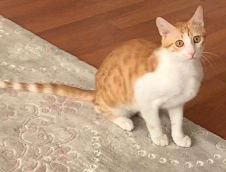 Amasya Kayıp kedi