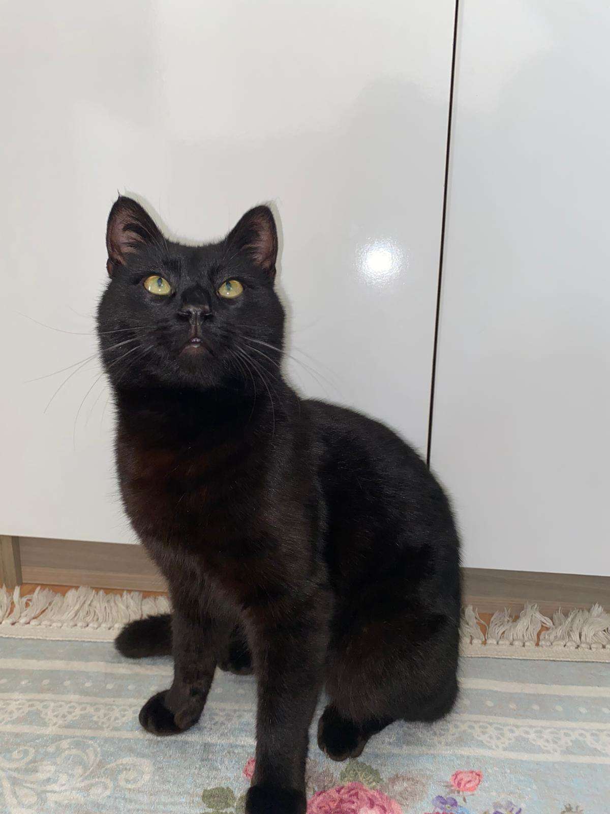 Kayıp kedi buldum İlanı 5693 Gören Duyan