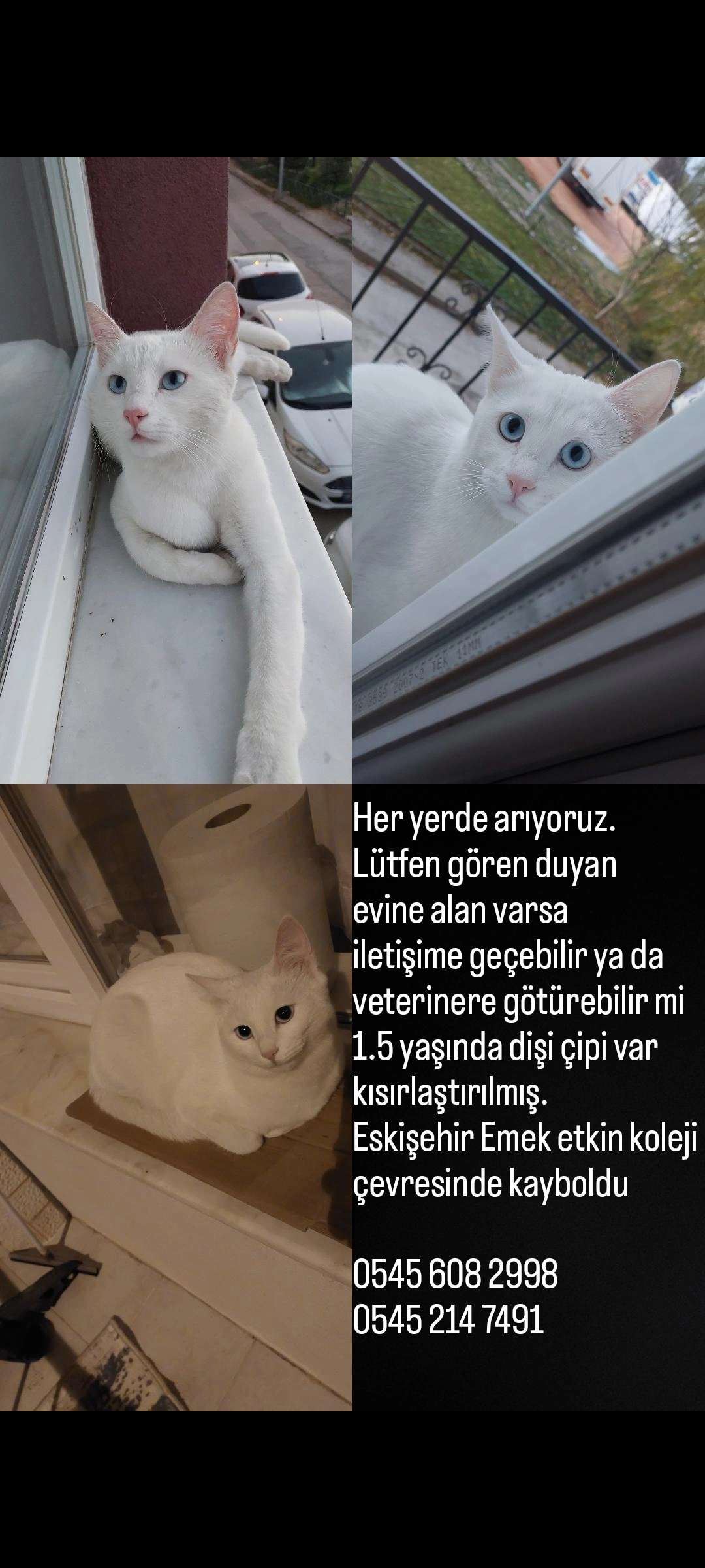 Kayıp kedi