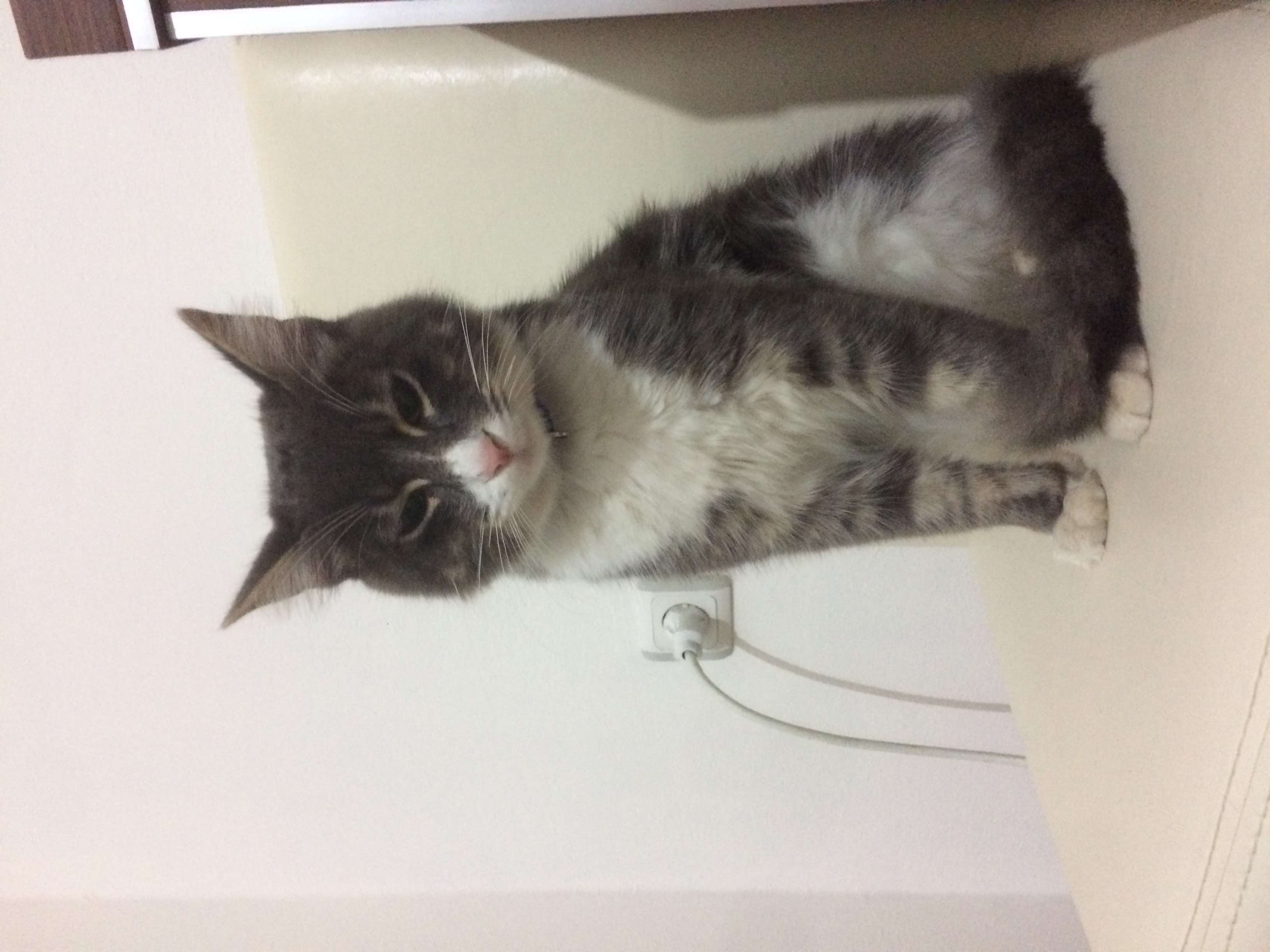 Erkek kedi buldum İlanı 6234 Gören Duyan