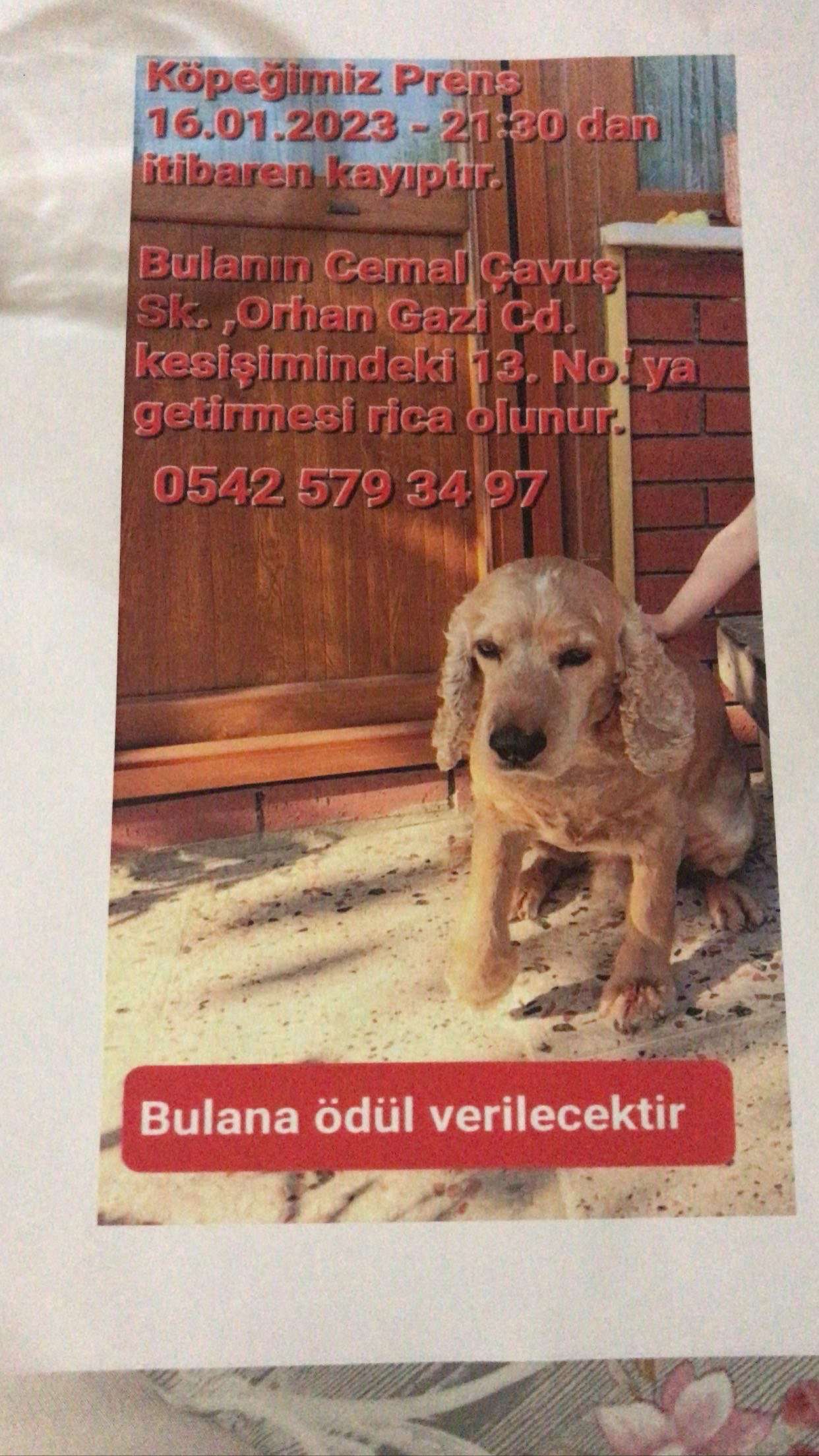 Prensimiz Kayıp