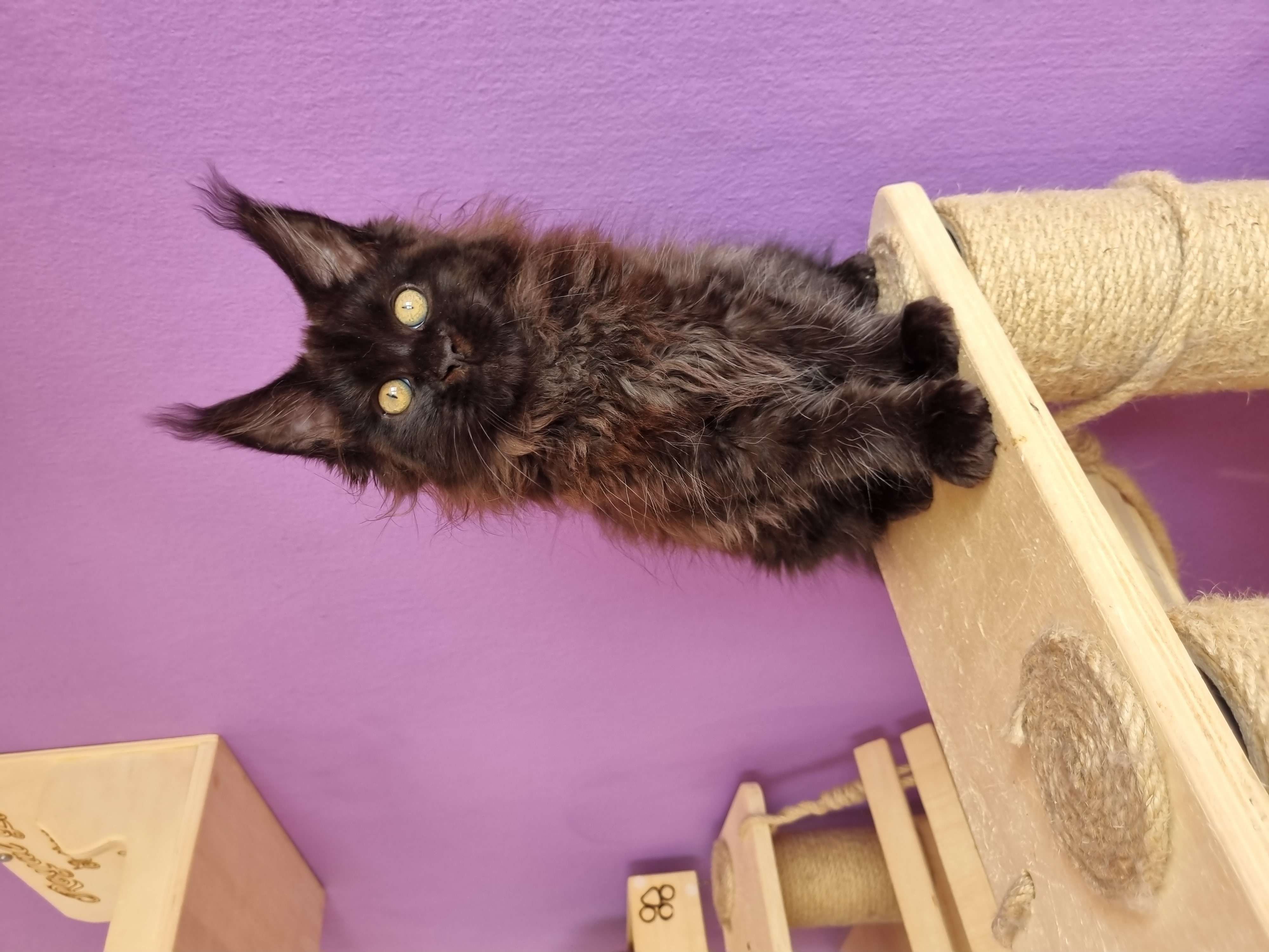 Kayip siyah yavru kedi