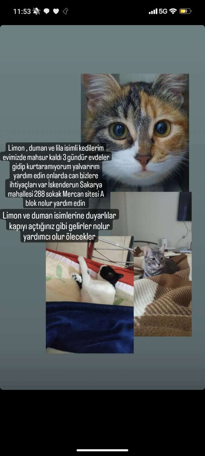 Limon duman ve lila mahsur kaldı 