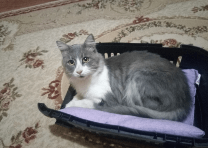 İZMİR HALKAPINAR KAYIP KEDİ İlanı 2301 Gören Duyan