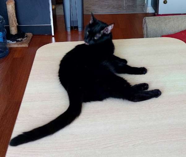 Kayıp siyah kedi Boncuk 