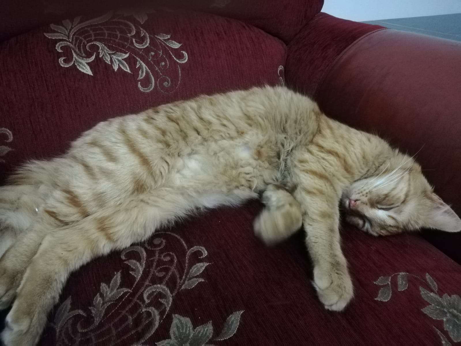 sarman kedi cinsi