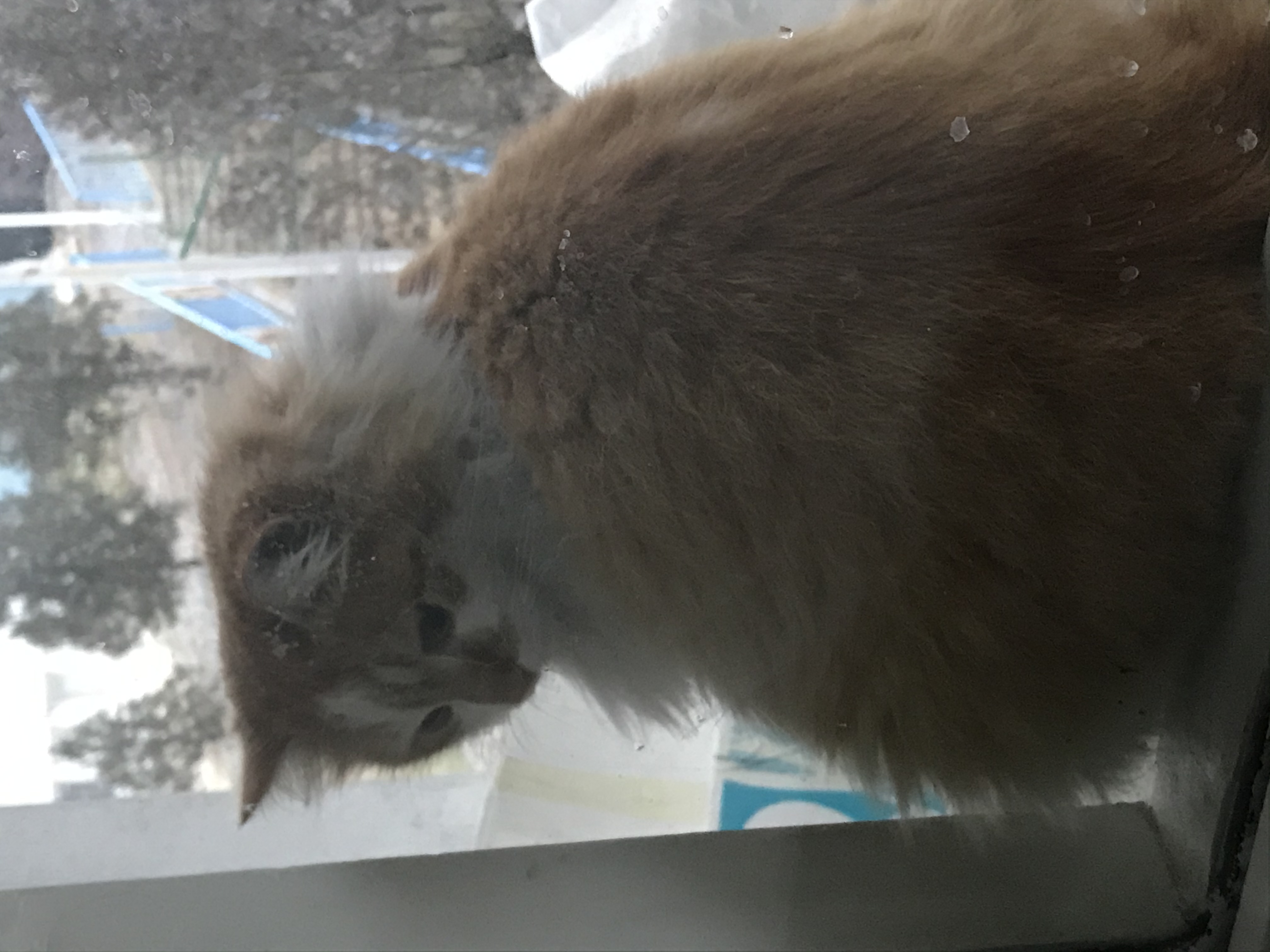 Kayi Kedi Buldum Gören Duyan