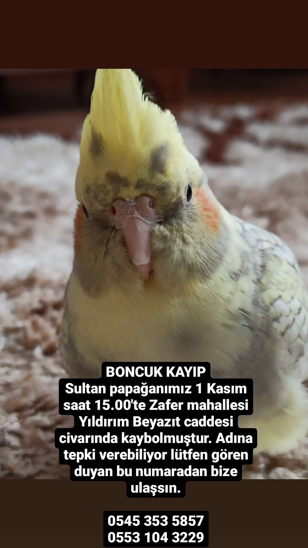 BONCUK KAYIP 