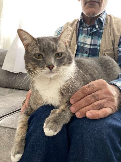 KEDİM MİŞA KAYIP