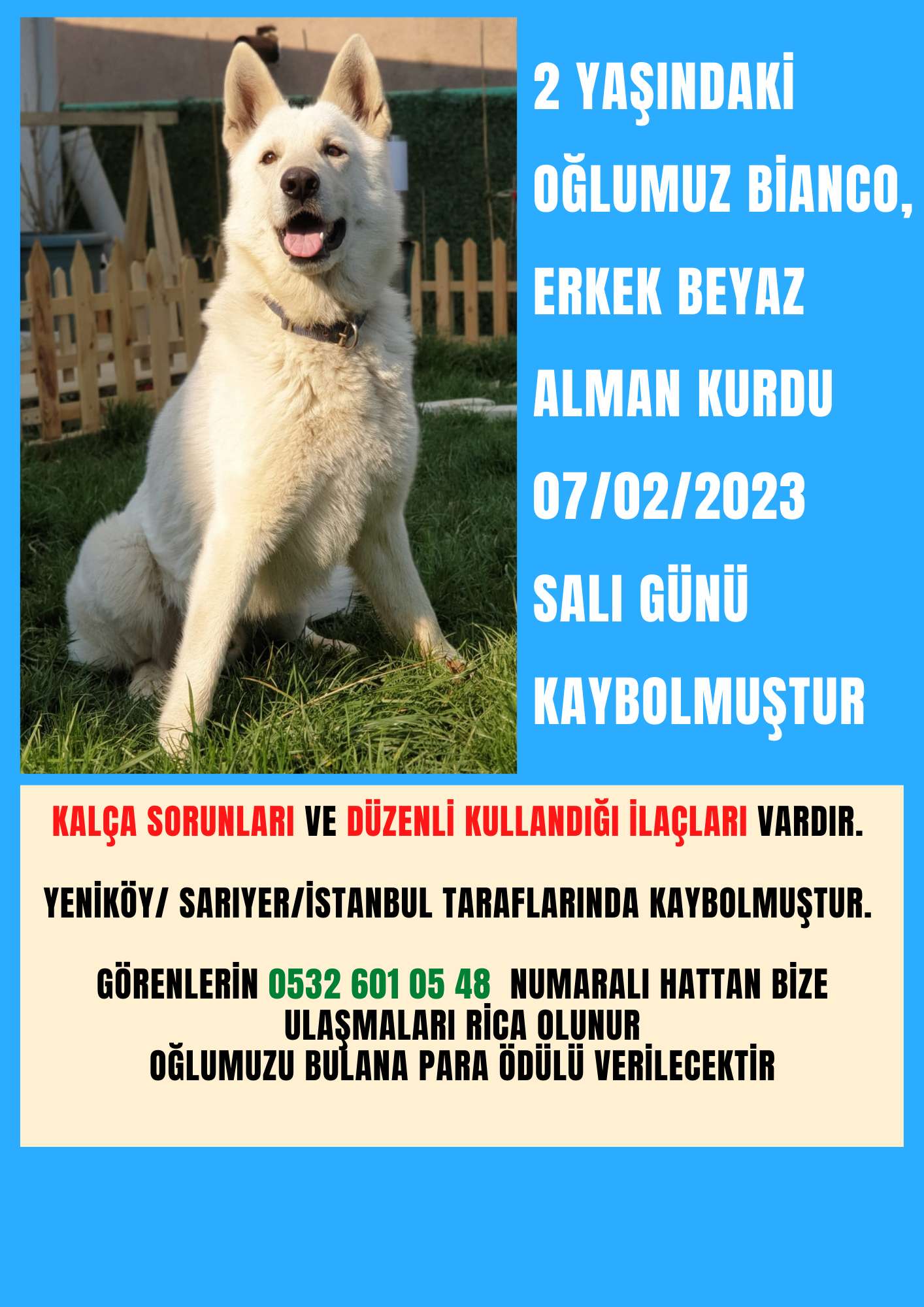 Yeniköy/İstanbul'da kayıp köpek