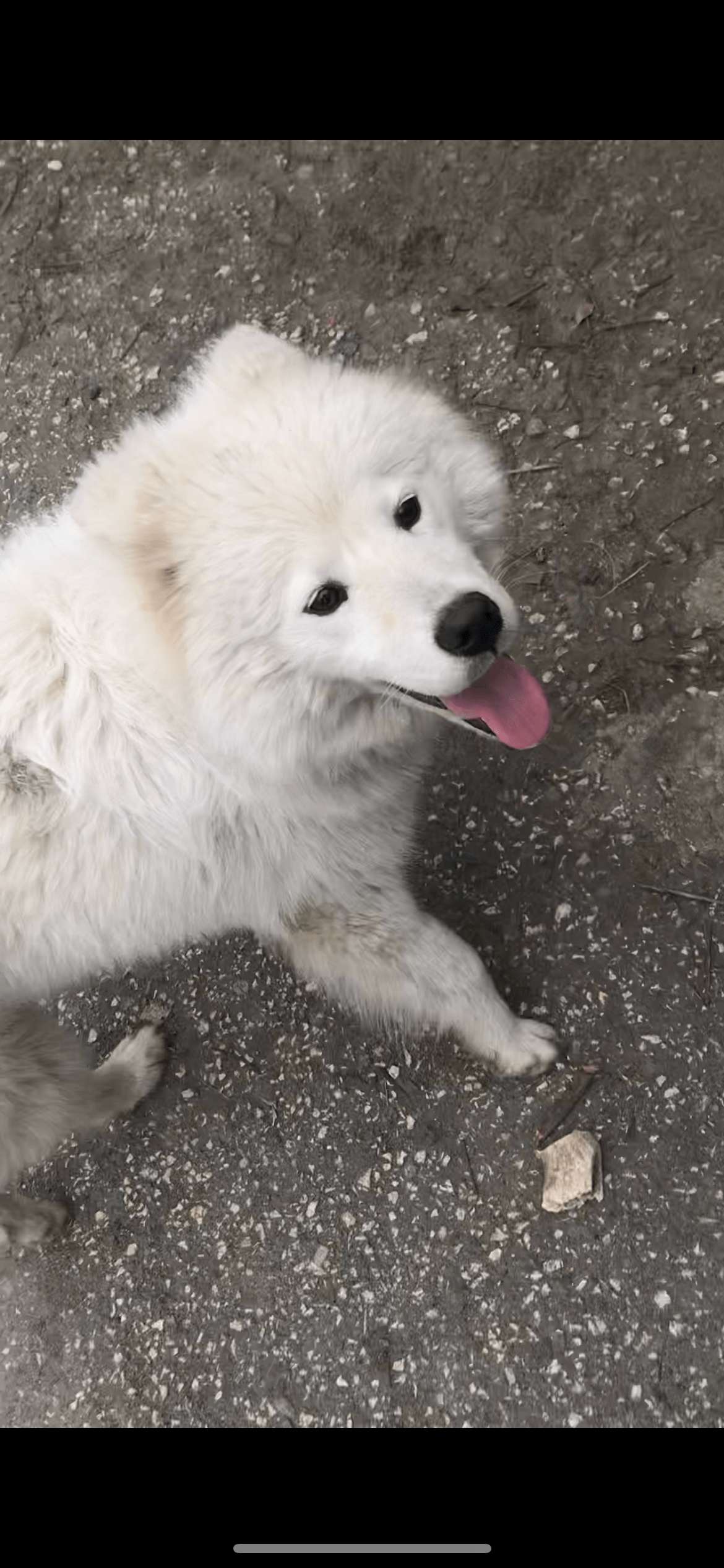 Samoyed