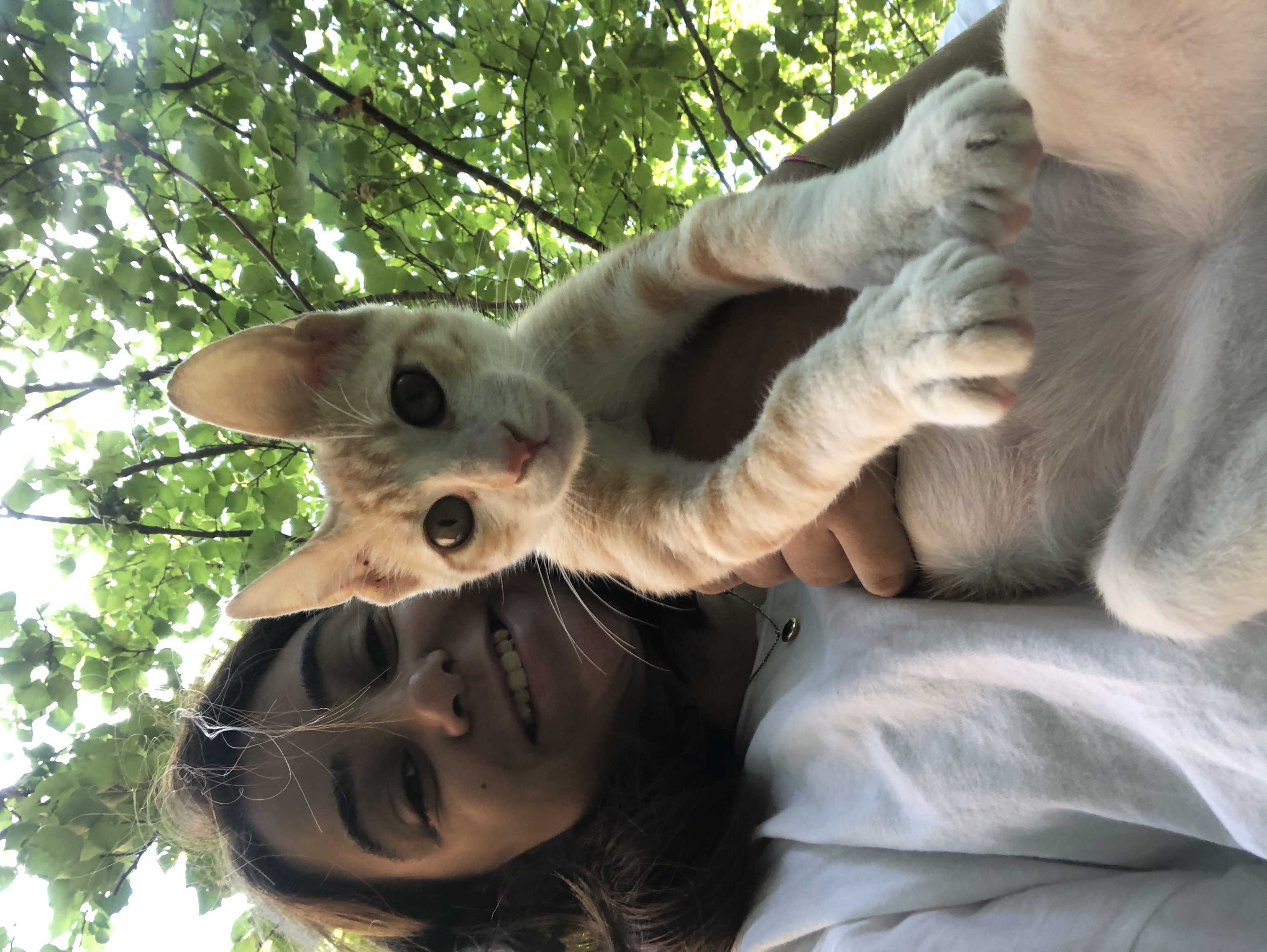 Kayıp kedi SARI. İlanı 3647 Gören Duyan