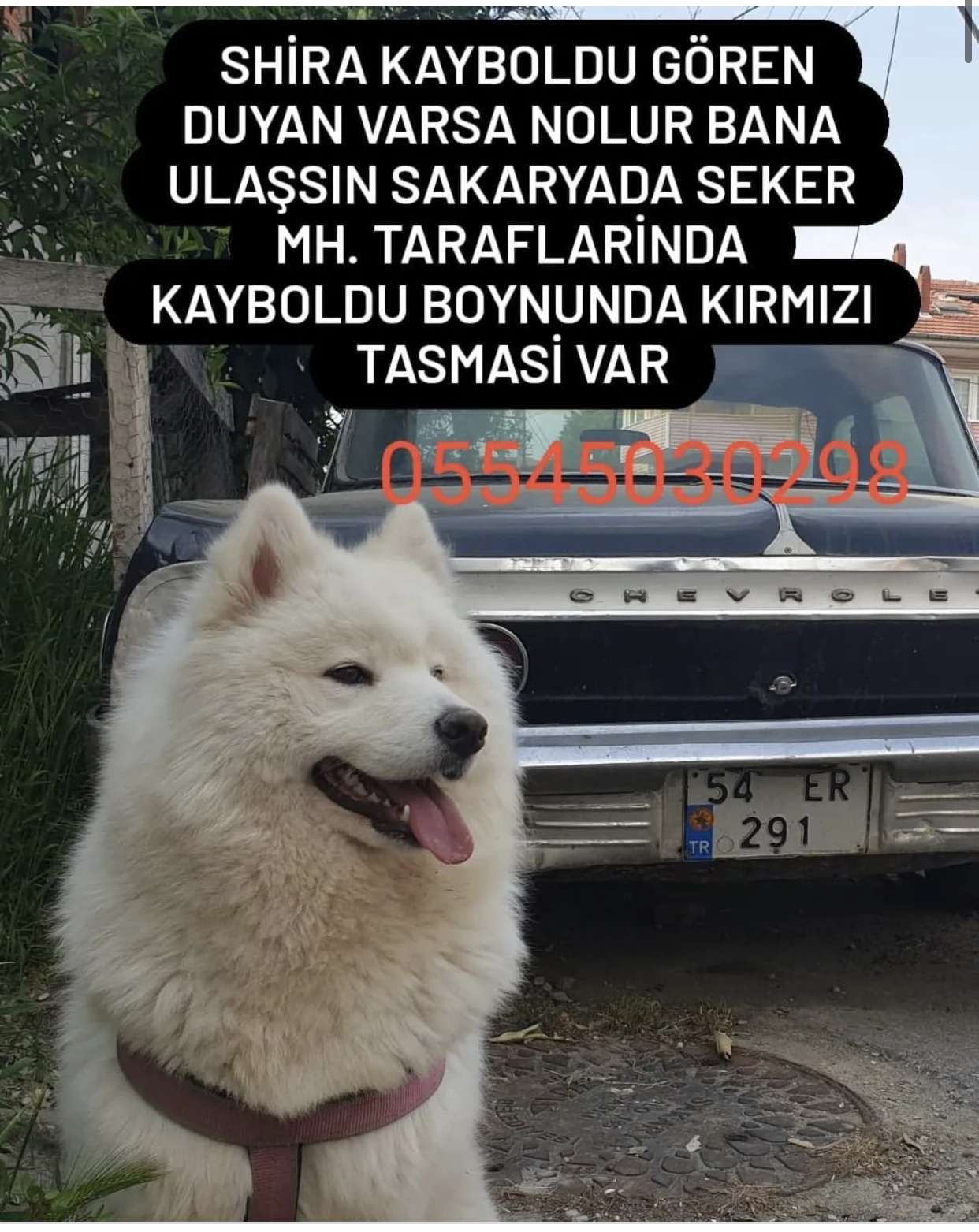 Samoyed köpeğim kayboldu 