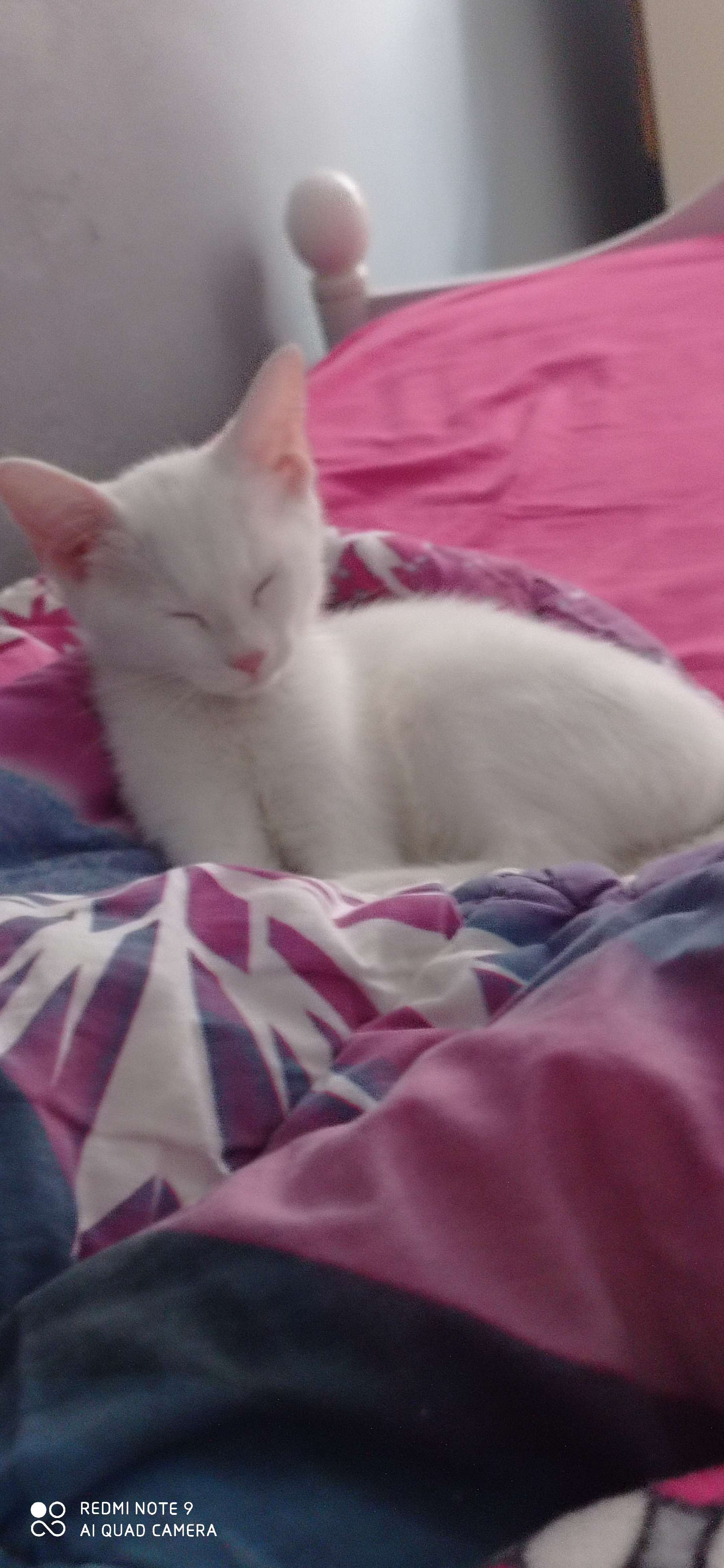 van cinsi olan 4,5 aylık kedim kayıp