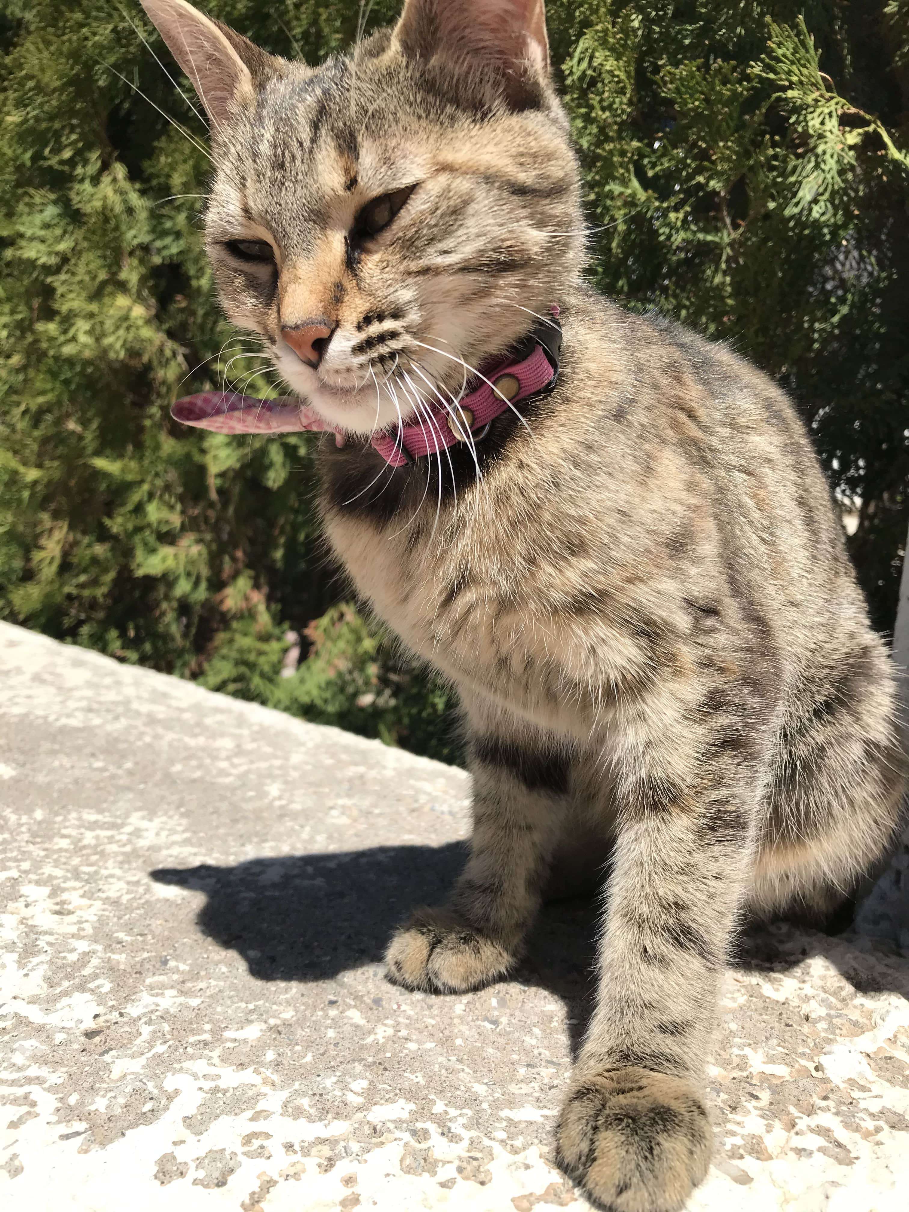 kayıp pembe tasmalı kedi İlanı 6032 Gören Duyan