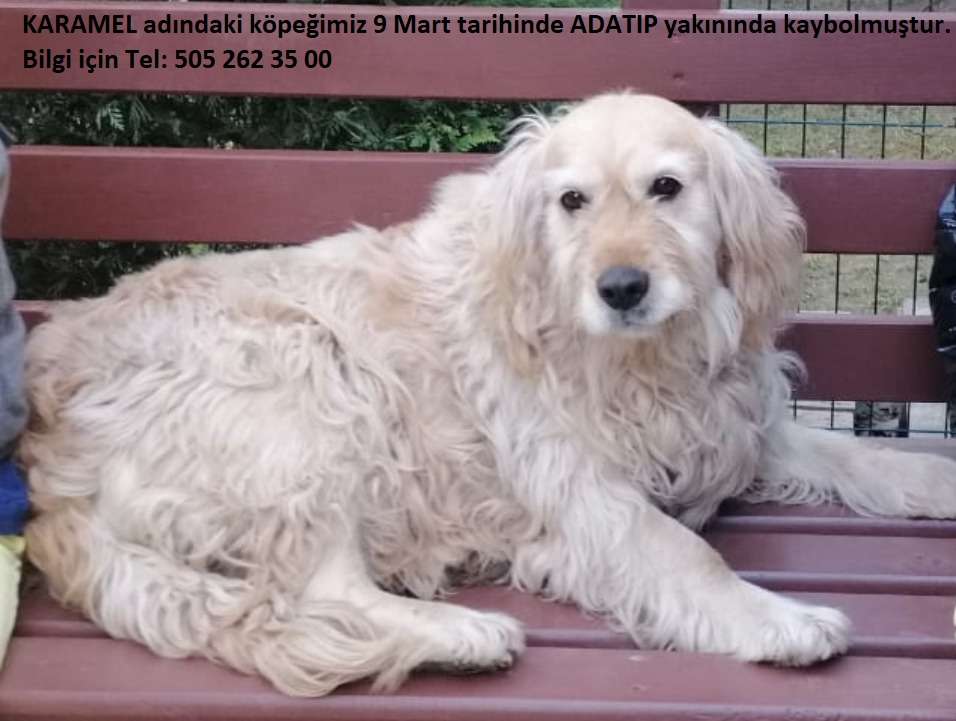 Kayıp Köpek 