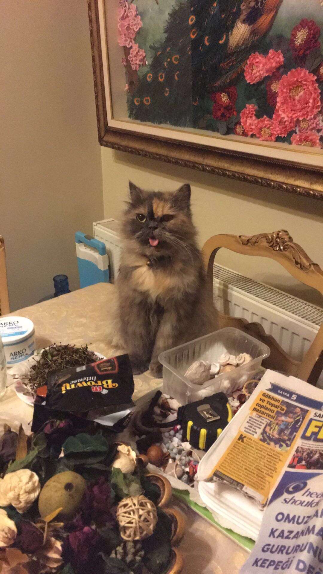 kedi kayıp ilanı