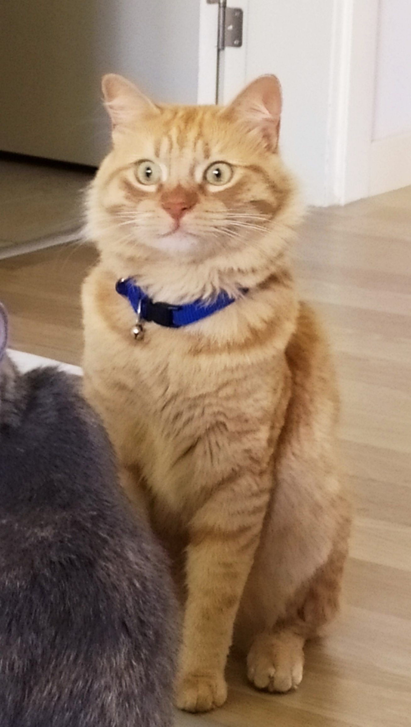 Kayıp kedi