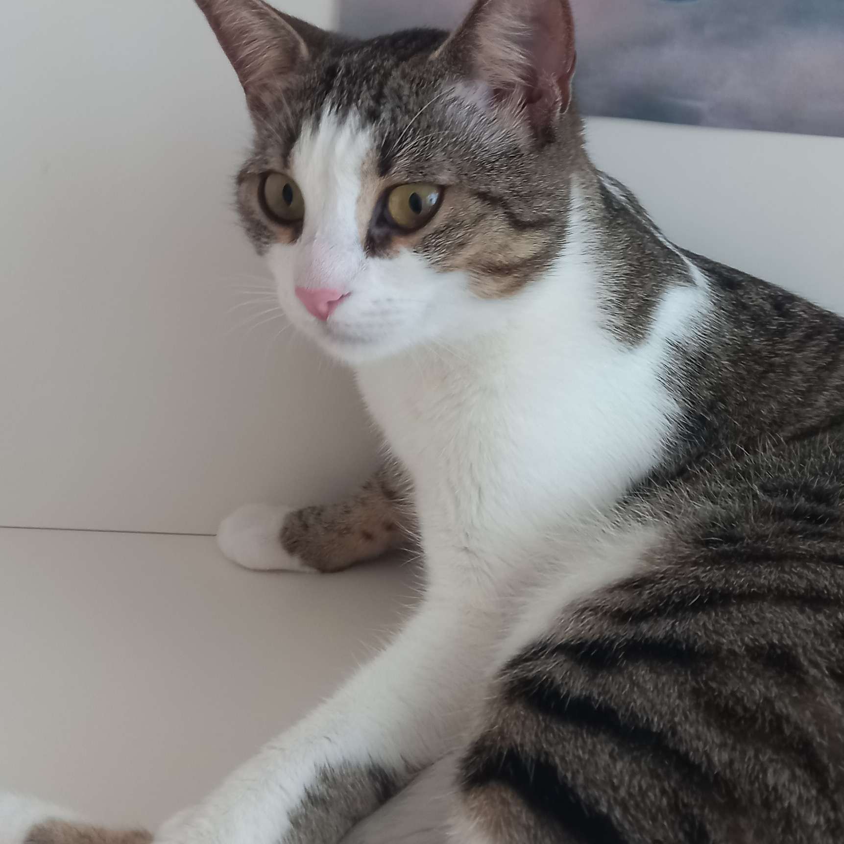 Trabzon ortahisar 2nolu erdogdu kayıp kedi Mırnak Leyla