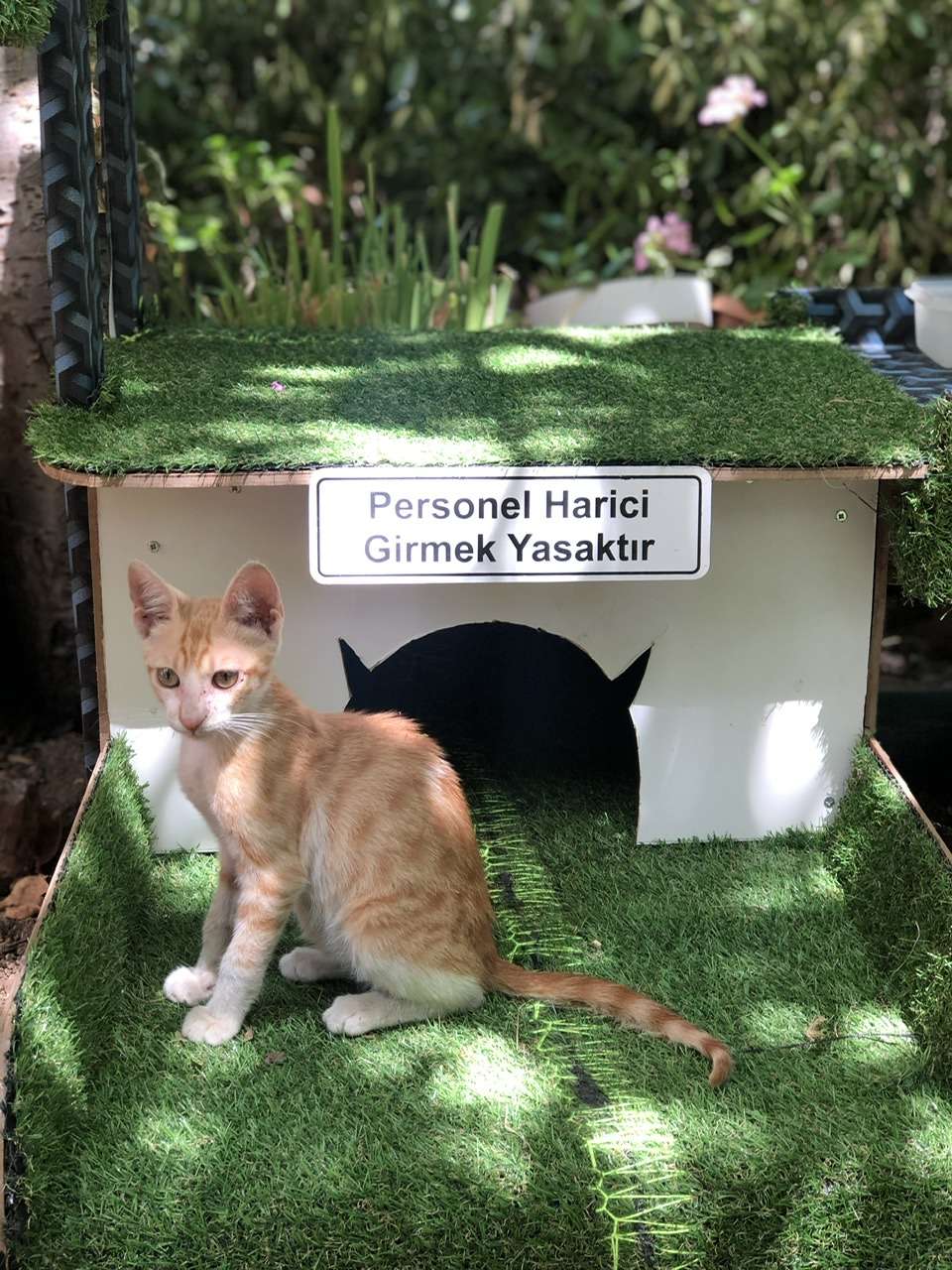 Kayıp kedi SARI. İlanı 3647 Gören Duyan